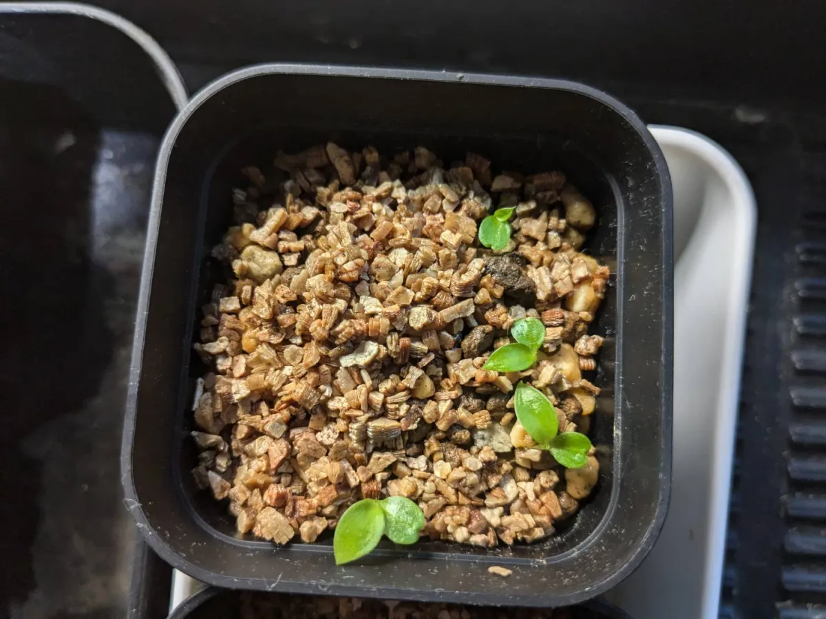 Philodendron longilobatum Leylano Miyano (フィロデンドロン ロンギロバム)