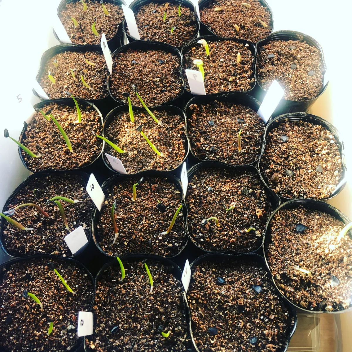 Agave titanota 'Blue' (アガベ チタノタブルー)