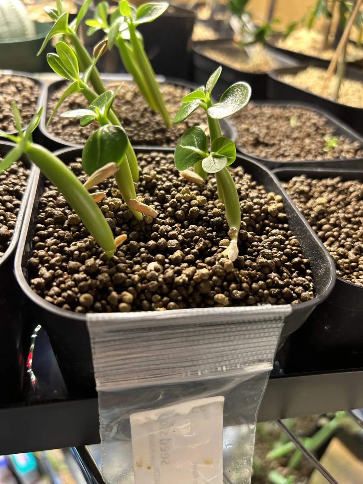 Adenium arabicum (アデニウム エイリアン)