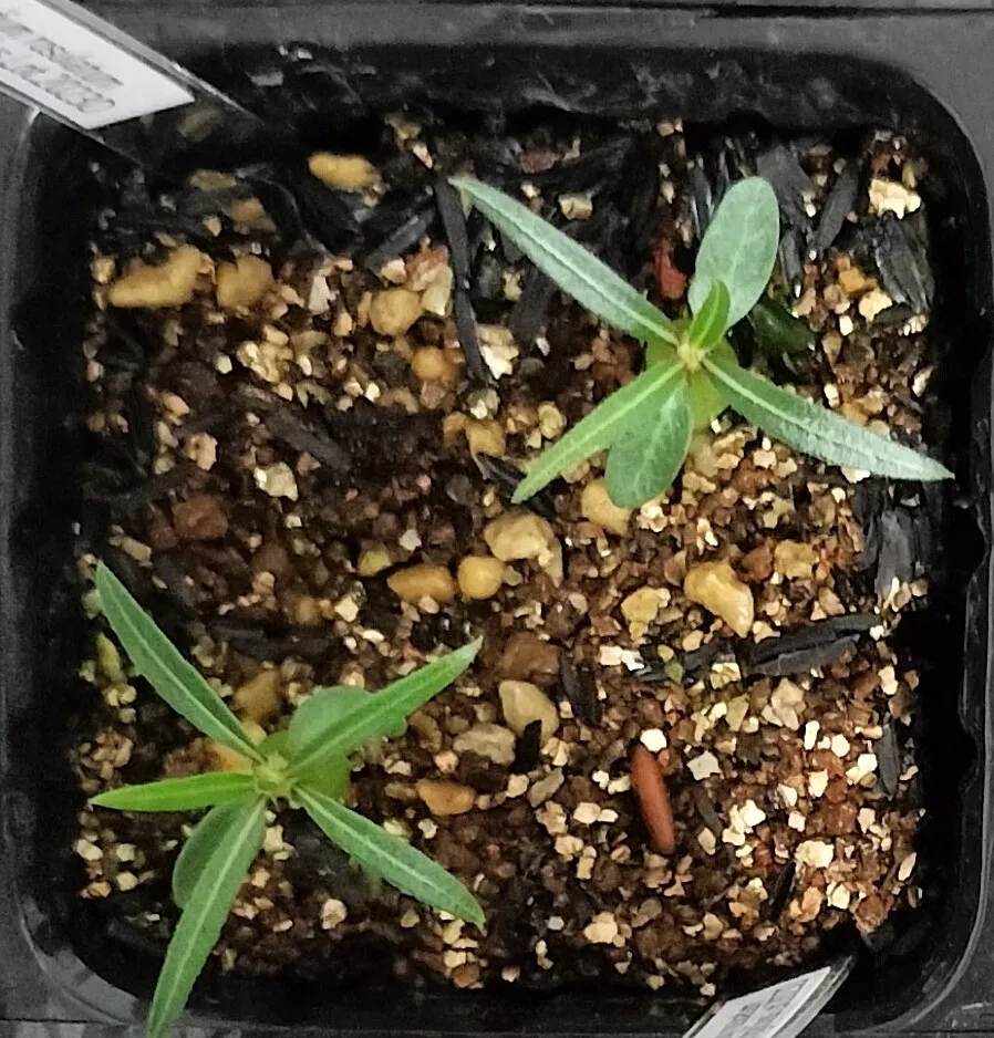 Pachypodium rosulatum var. gracilius (パキポディウム グラキリス)