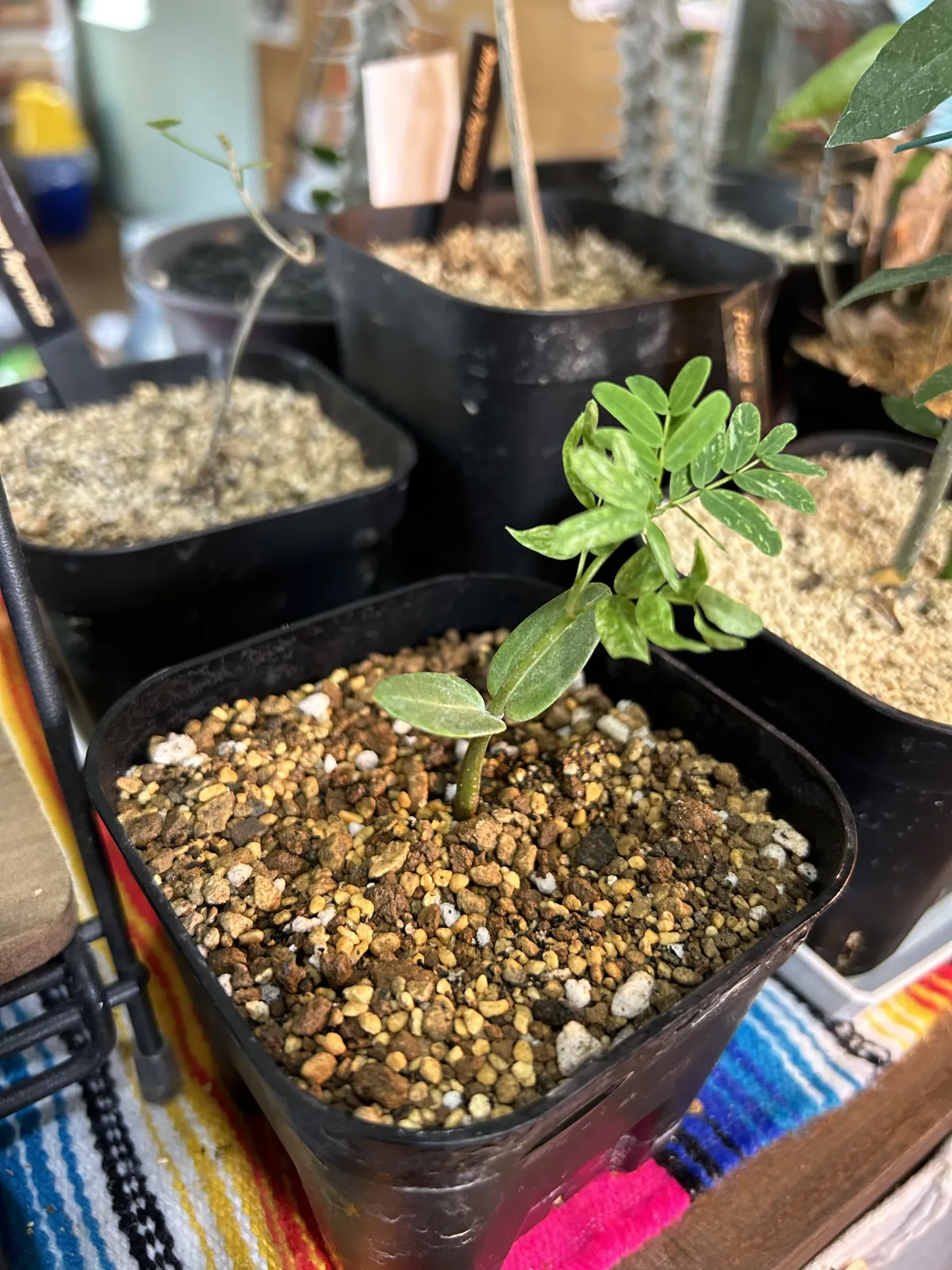 Senna meridionalis (センナ メリディオナリス)