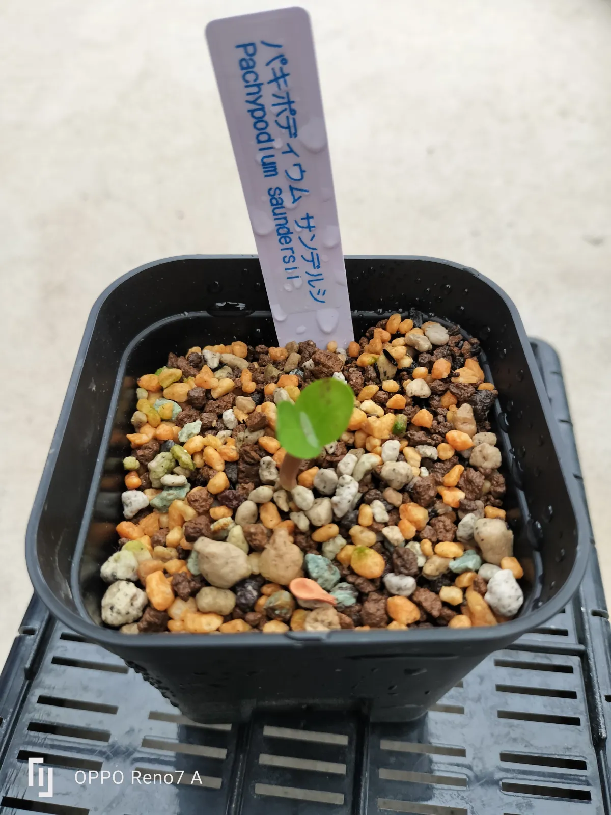 Pachypodium saundersii (パキポディウム サンデルシー 白馬城)