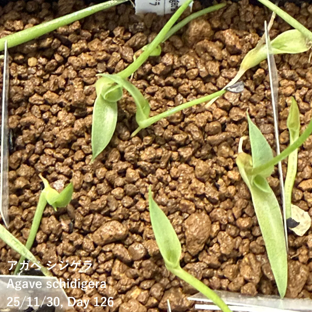 Agave schidigera (アガベ シジゲラ)