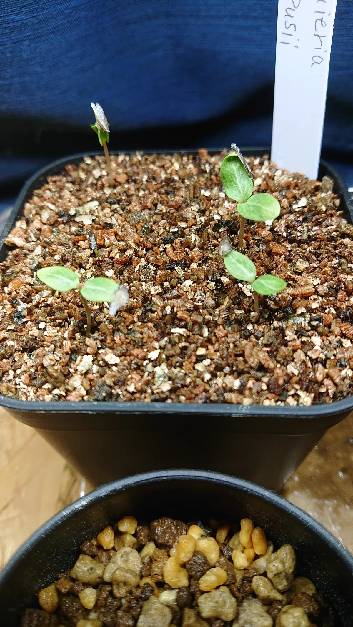 Fouquieria purpusii (フォークイエリア プルプシー)