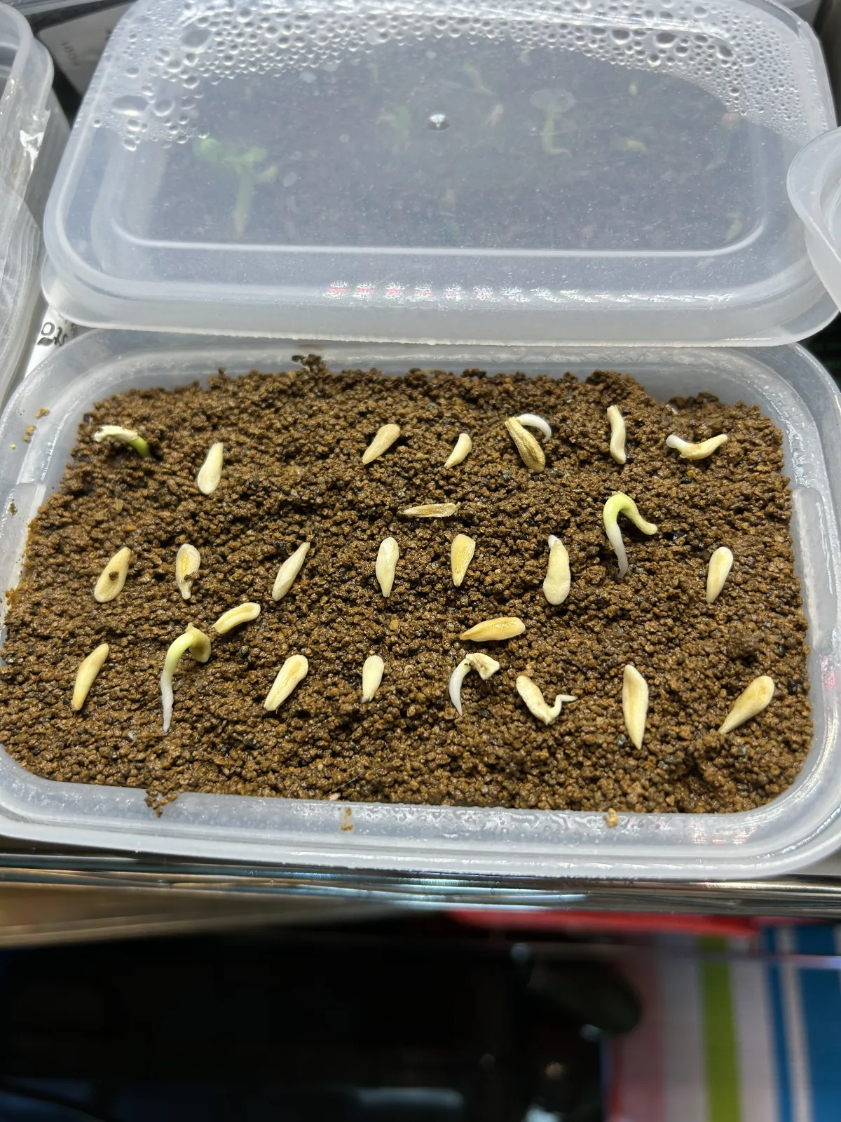 Pachypodium lamerei (パキポディウム ラメレイ 夢叶棒)