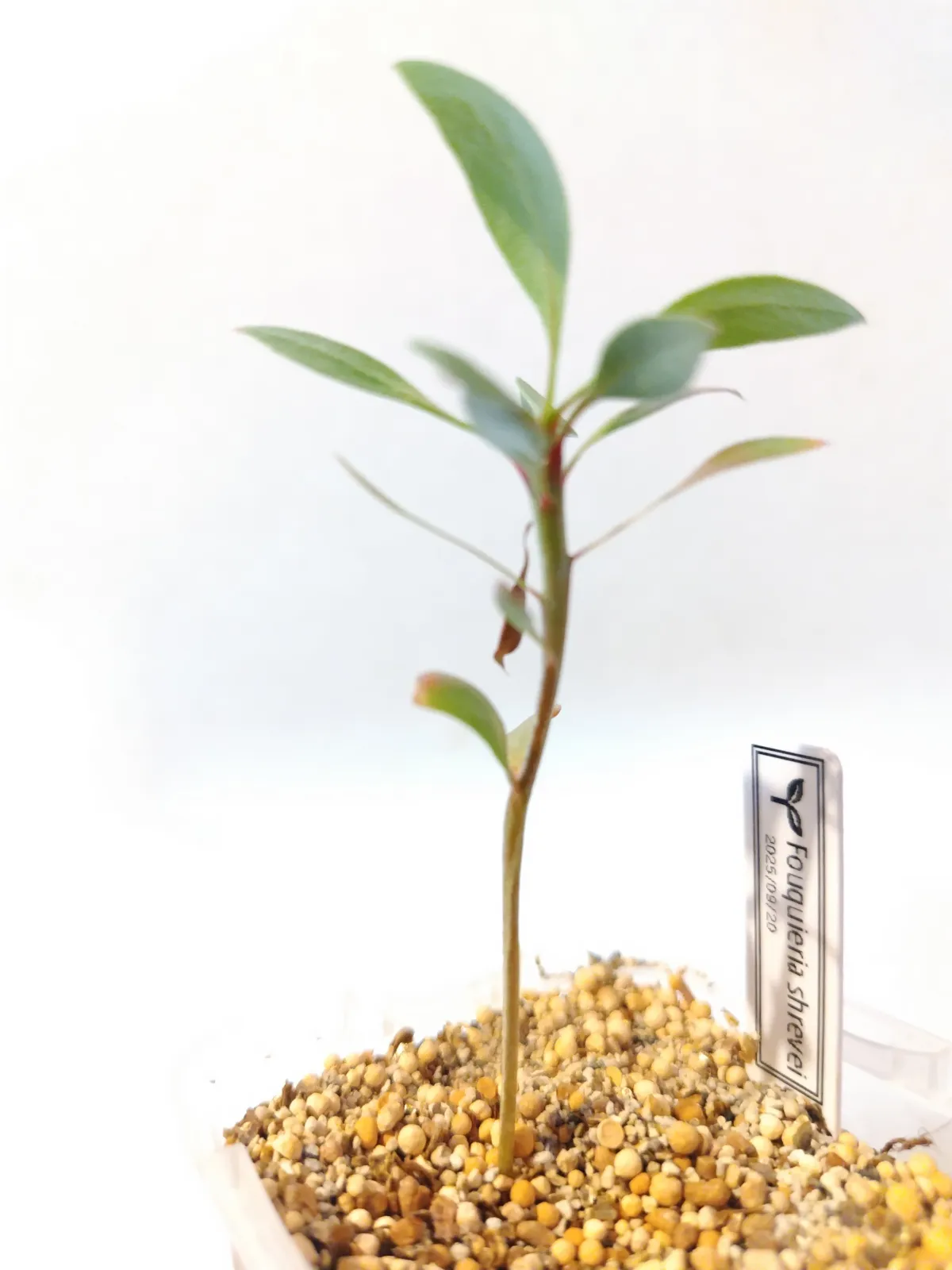 Fouquieria shrevei (フォークイエリア シュリベイ)