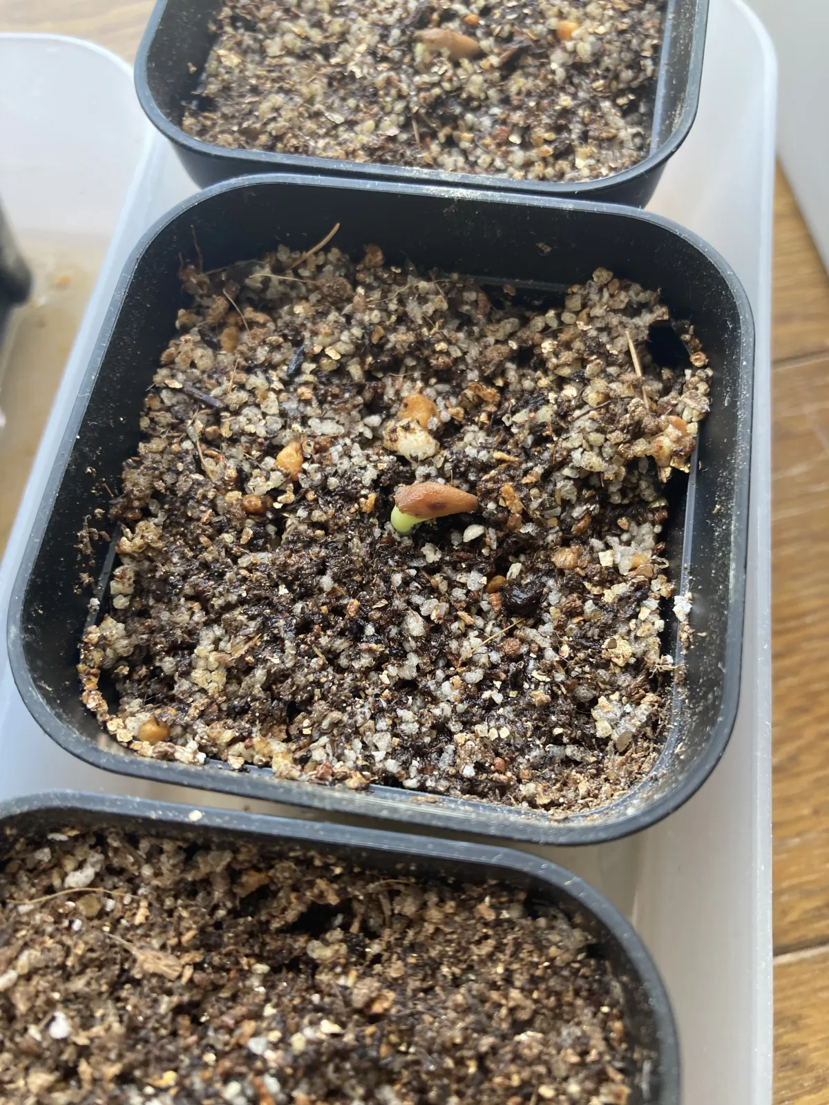 Adenium arabicum Rashiny (アデニウム アラビカム ラシニー)