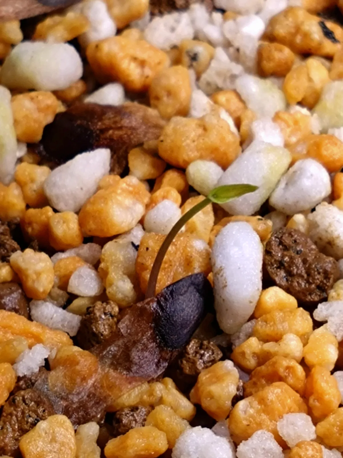 Dioscorea sylvatica (ディオスコレア シルバティカ)