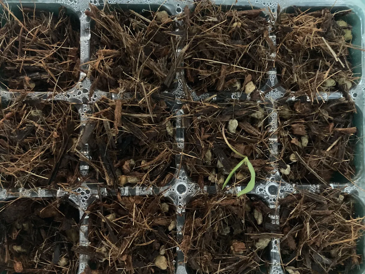 Operculicarya borealis (オペルクリカリア ボレアリス)