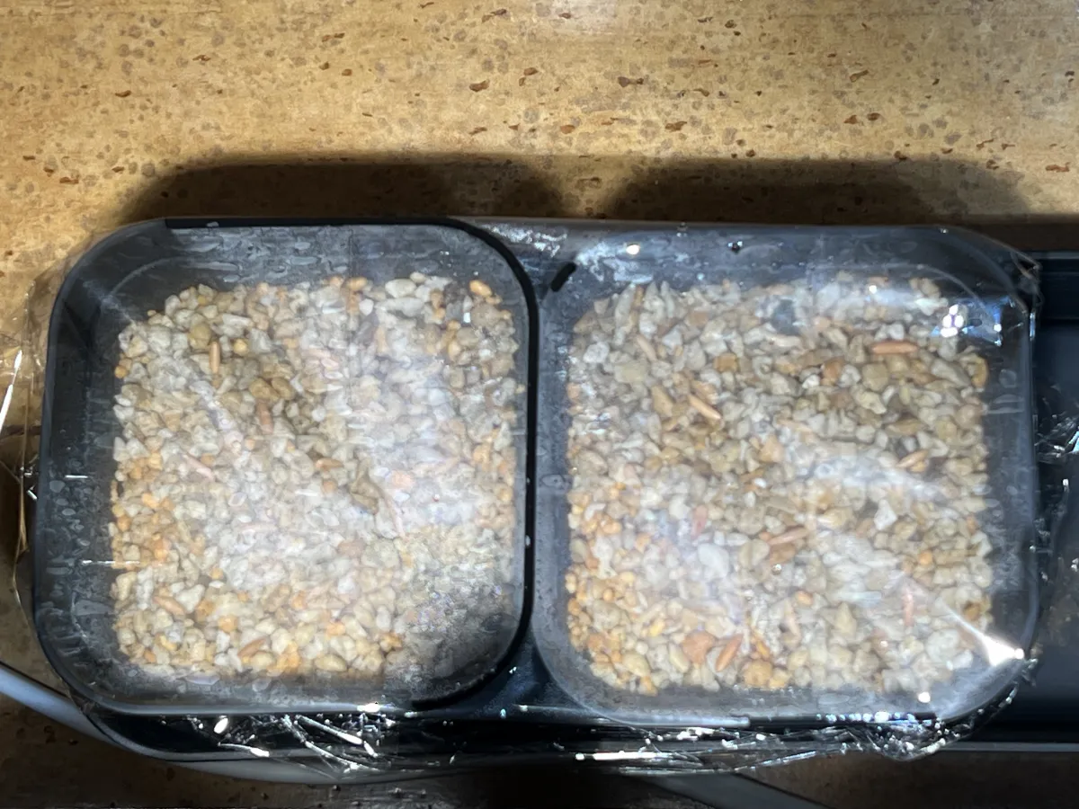 [無料種子] 発芽難 パキポディウム グラキリス　 Pachypodium rosulatum var. gracilius