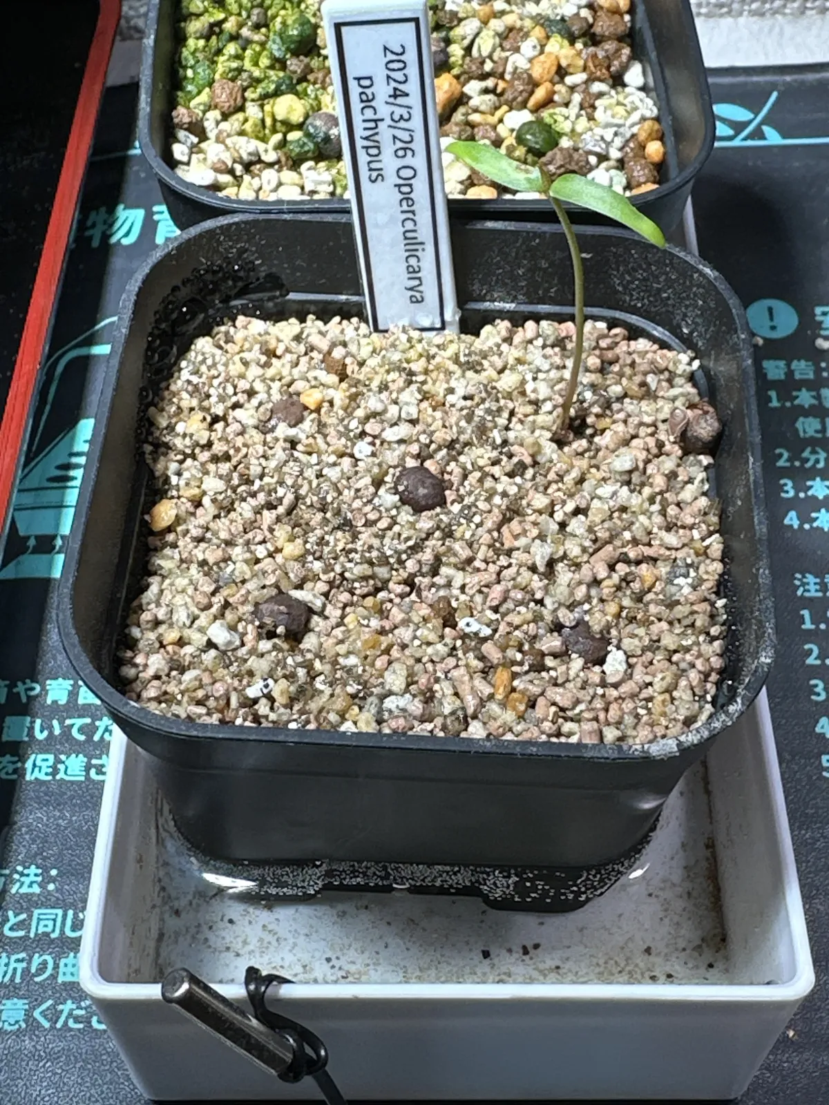 Operculicarya pachypus (オペルクリカリア パキプス)