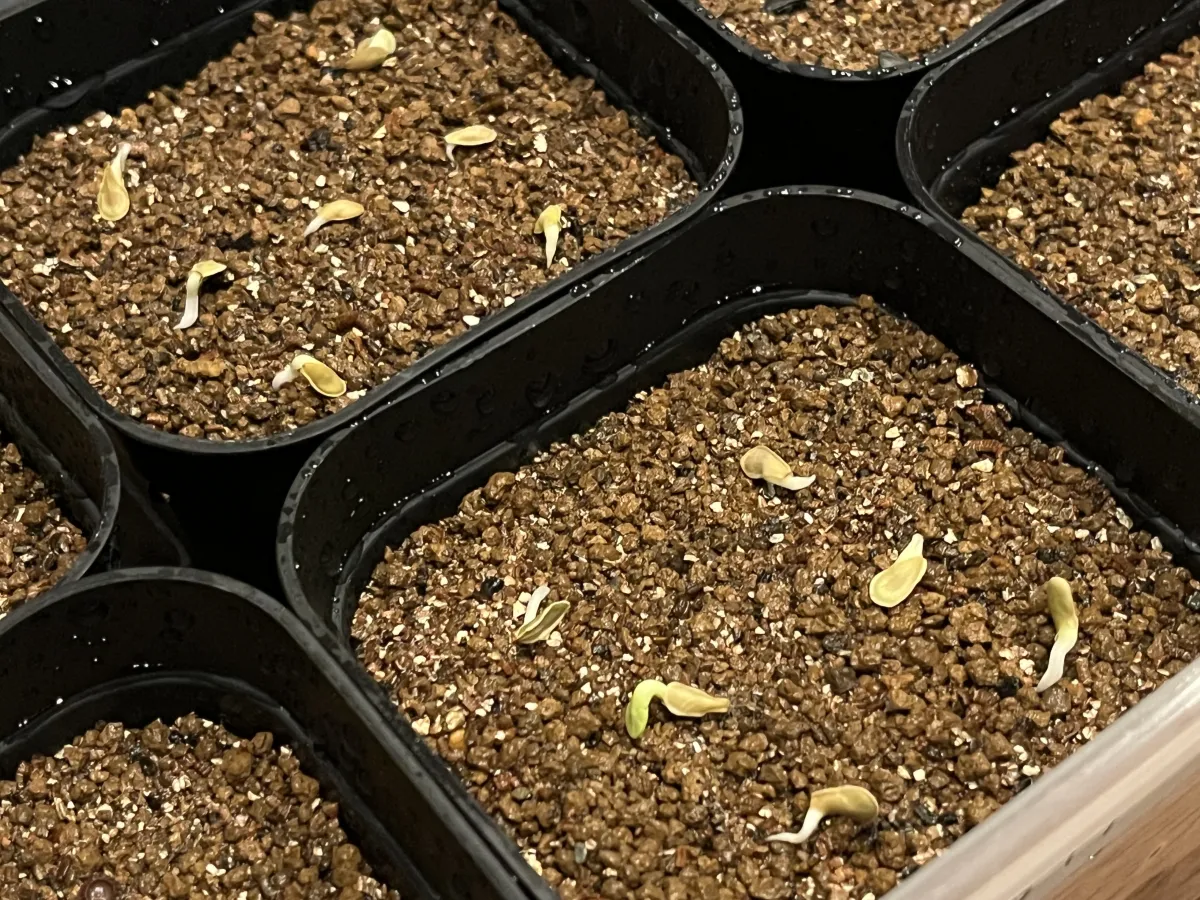 Fockea edulis (フォッケア 火星人)