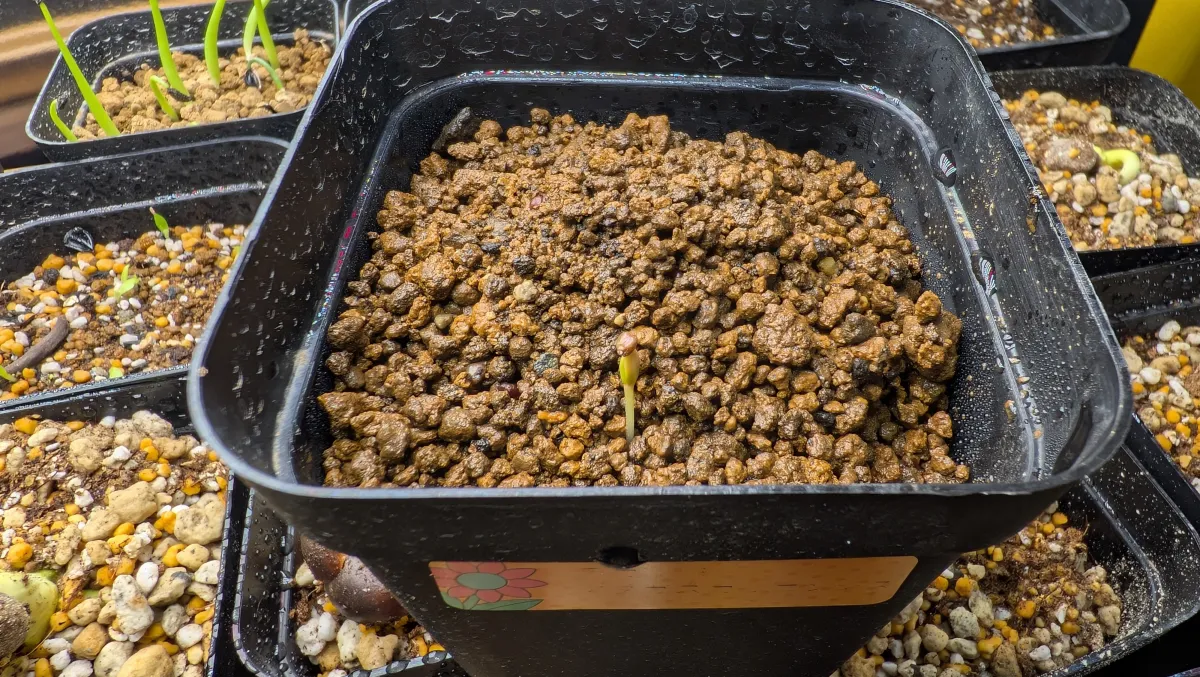 Decarya madagascariensis (デカリア マダガスカリエンシス)