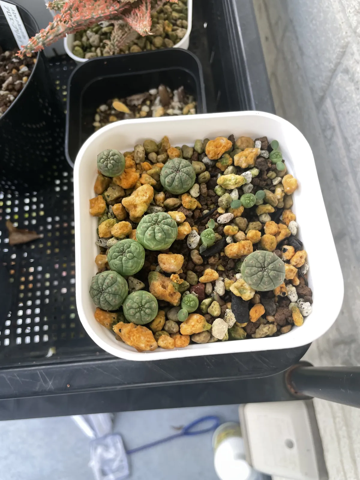 Euphorbia obesa subsp. obesa (ユーフォルビア オベサ)