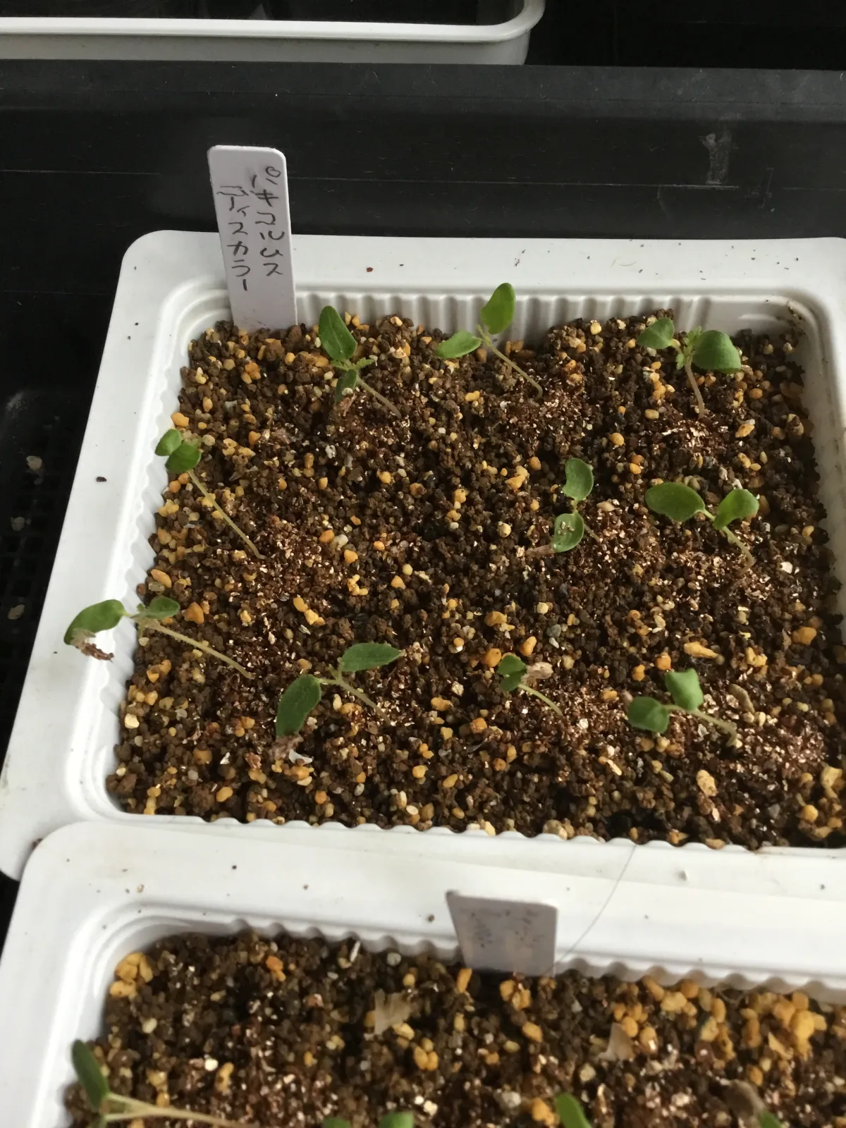 Pachycormus discolor (パキコルムス ディスカラー)