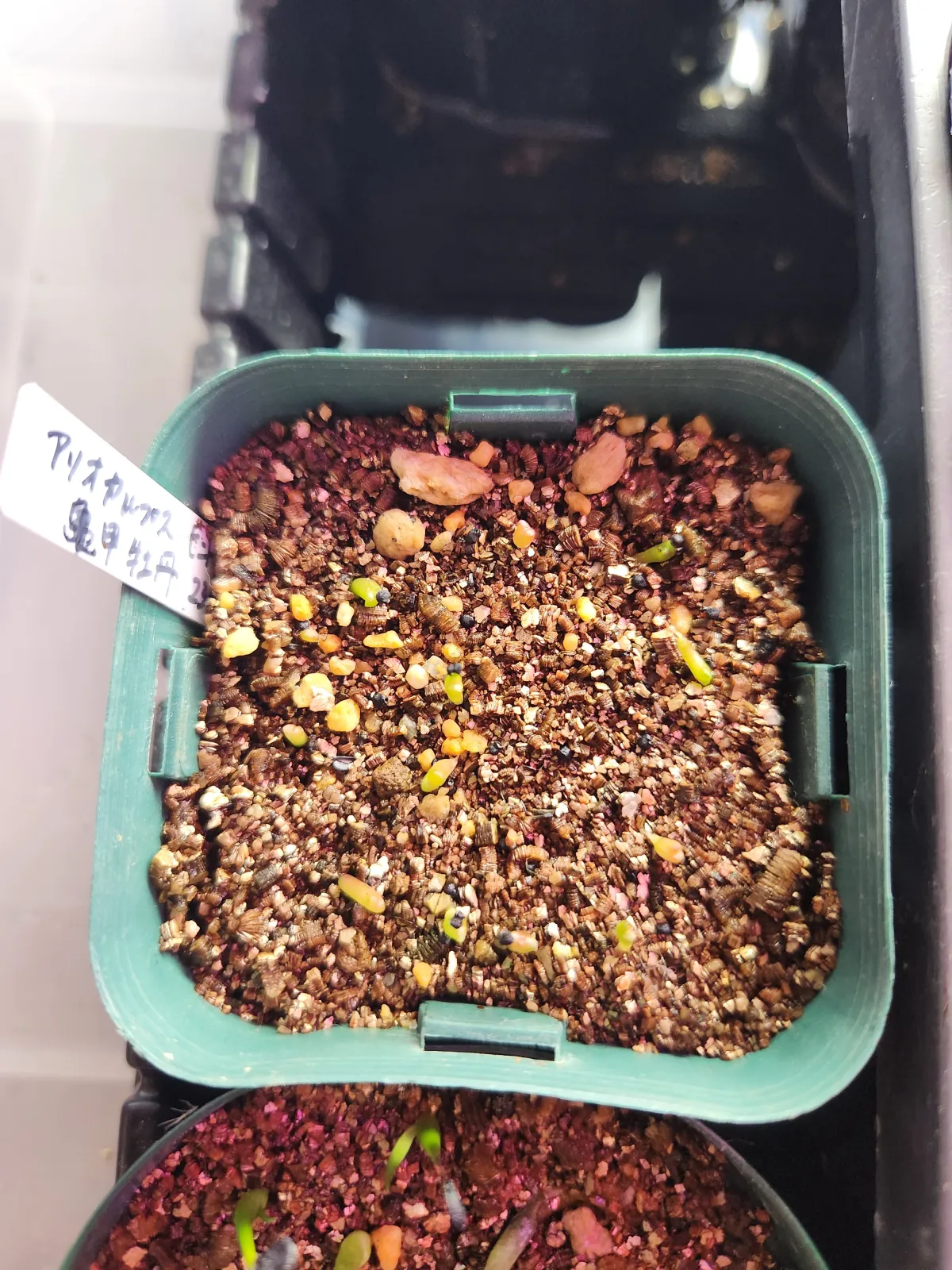 Ariocarpus fissuratus var. hintonii (アリオカルプス ヒントニー 亀甲牡丹)