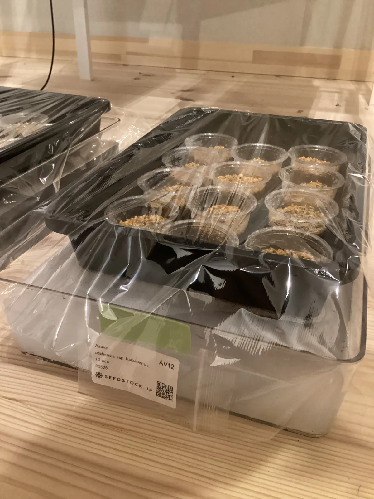 Agave utahensis ssp. kaibabensis (アガベ カイバベンシス)