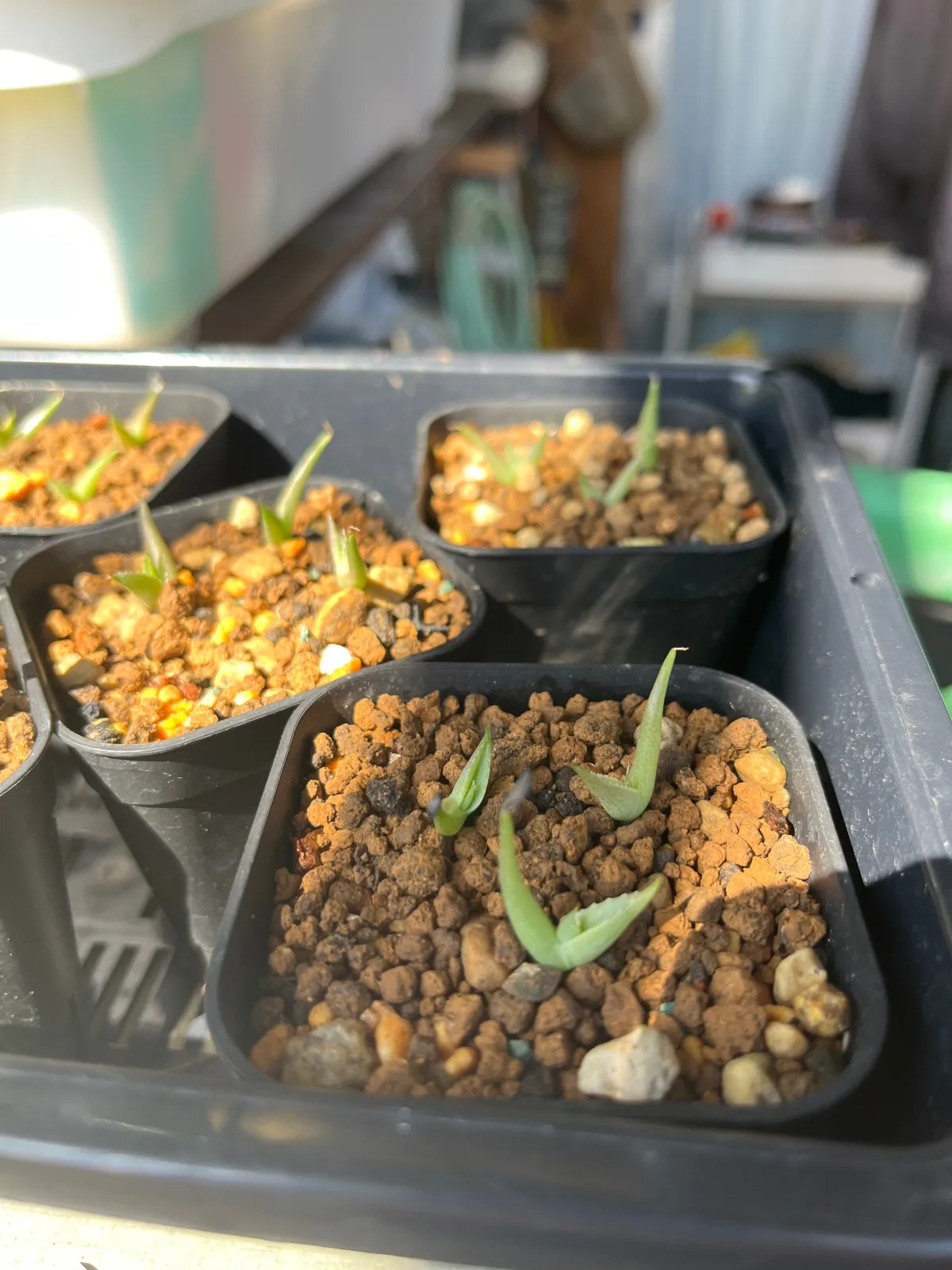 Agave victoriae-reginae (アガベ ビクトリアレジーナエ 笹の雪)