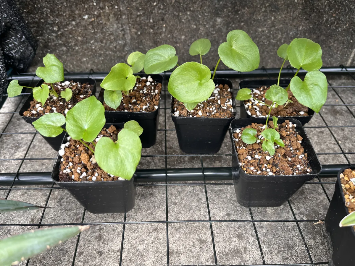 Philodendron selloum (フィロデンドロン セロウム)