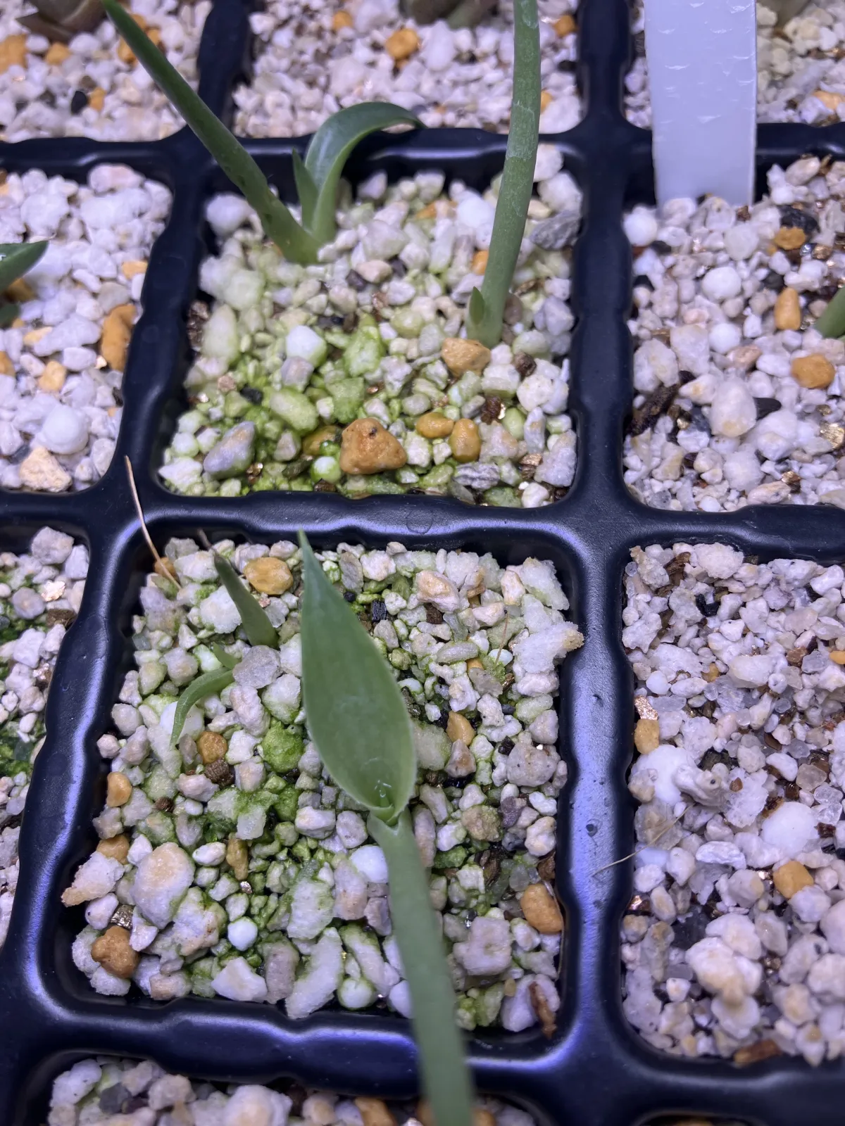 Agave americana ssp. protoamericana (アガベ プロトアメリカーナ)