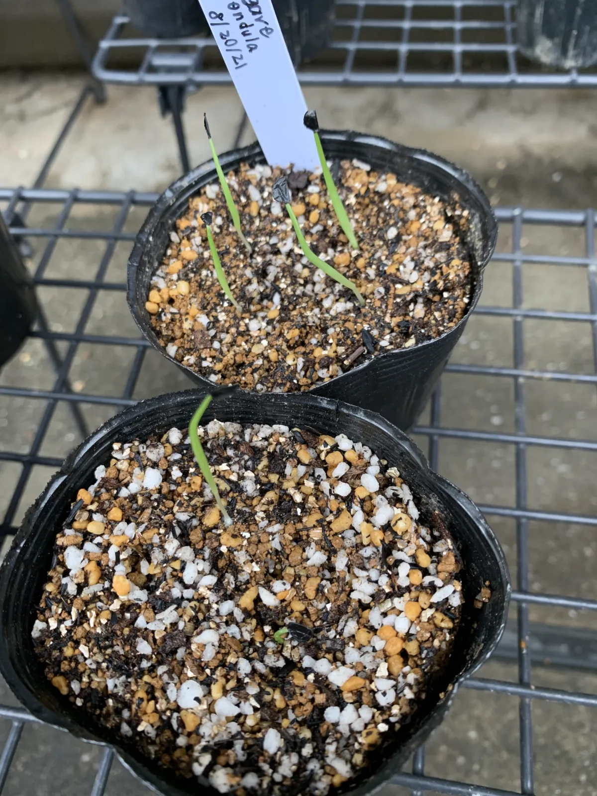 Agave pendula (アガベ ペンデュラ)