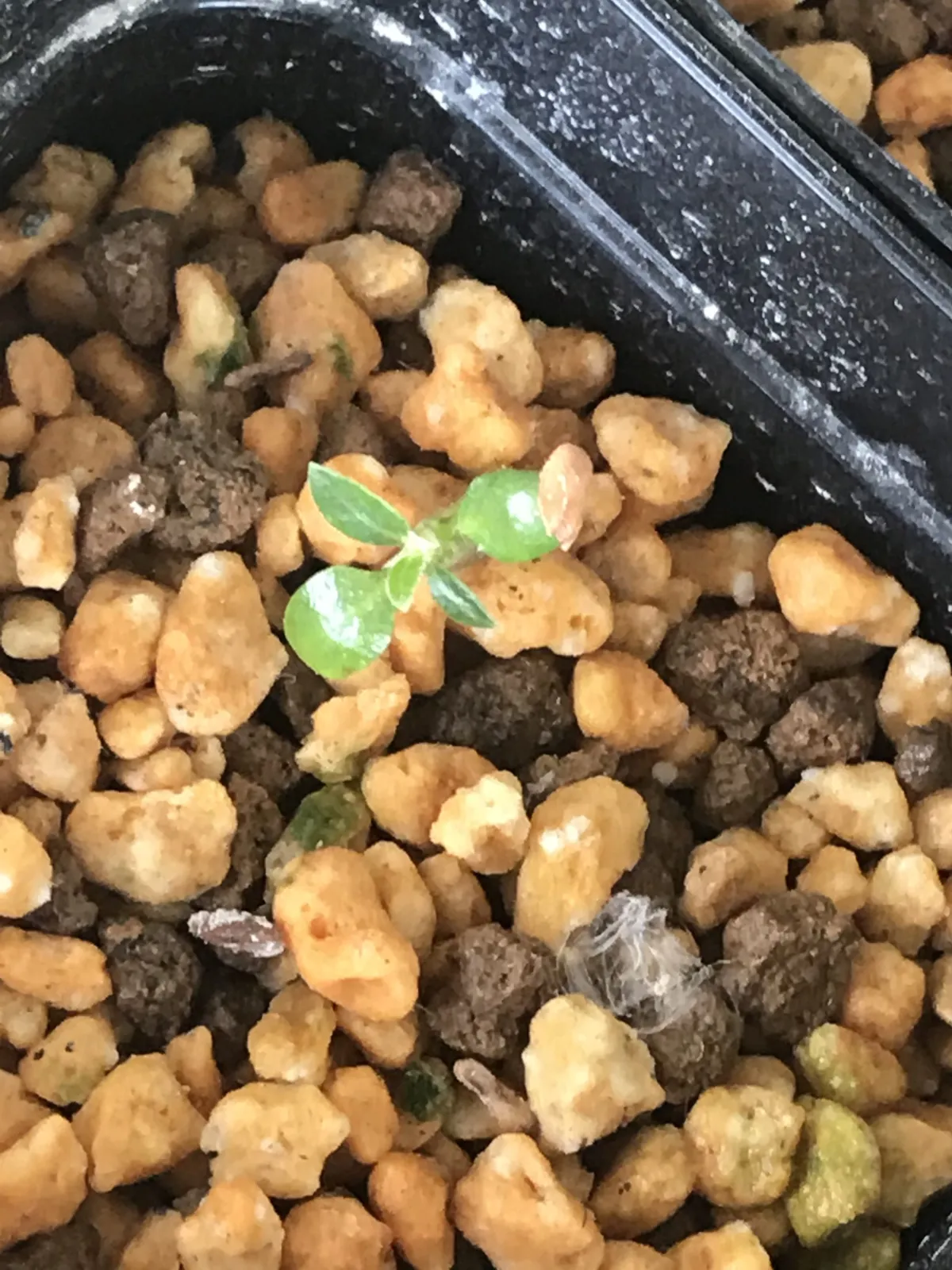 Pachypodium densiflorum var. brevicalyx (パキポディウム ブレビカリックス)