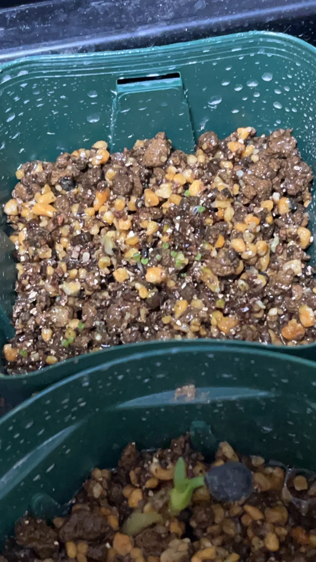 Crassula columnaris (クラッスラ コルムナリス)