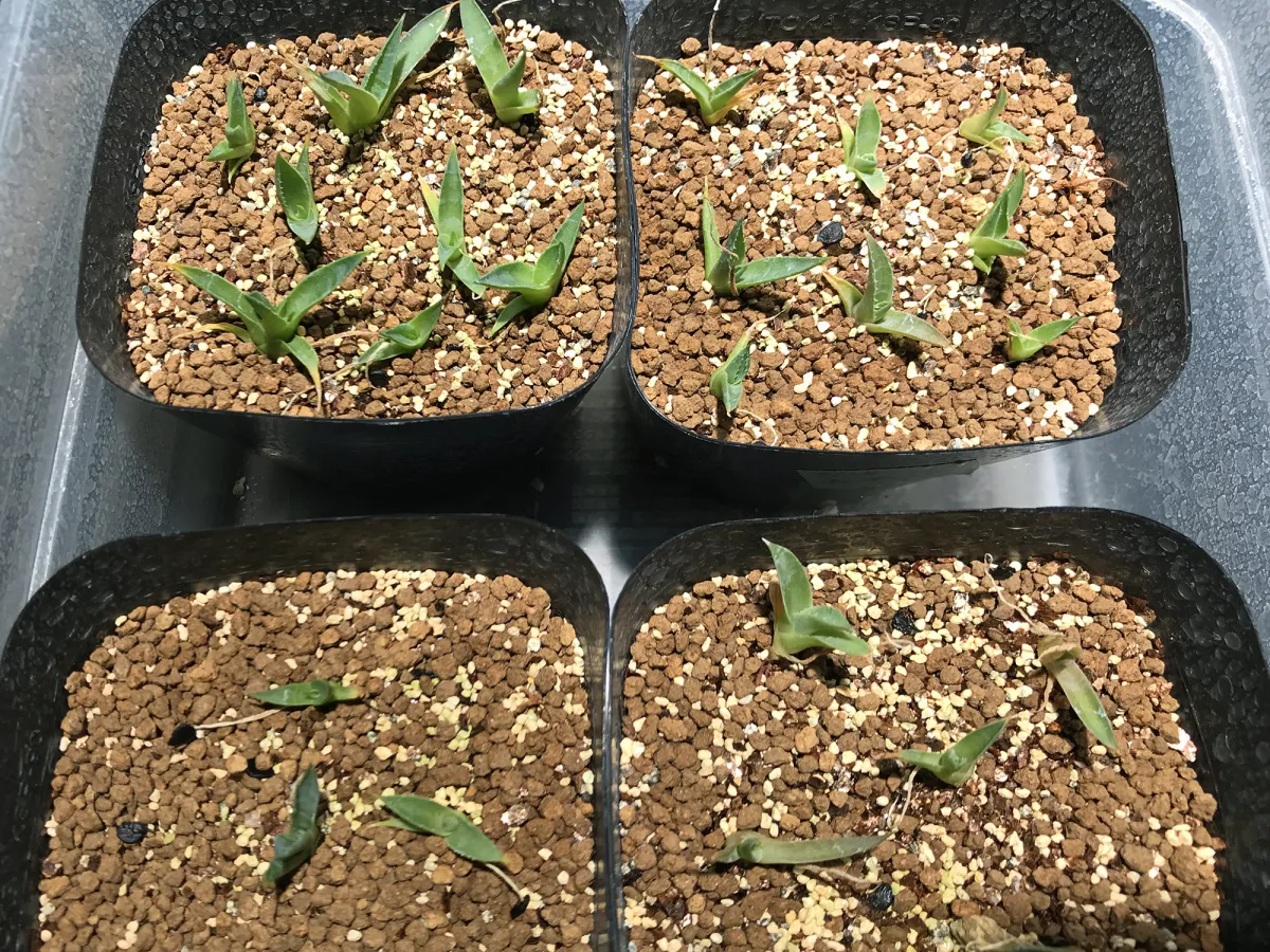 Agave utahensis var. nevadensis (アガベ ユタエンシス ネヴァデンシス)