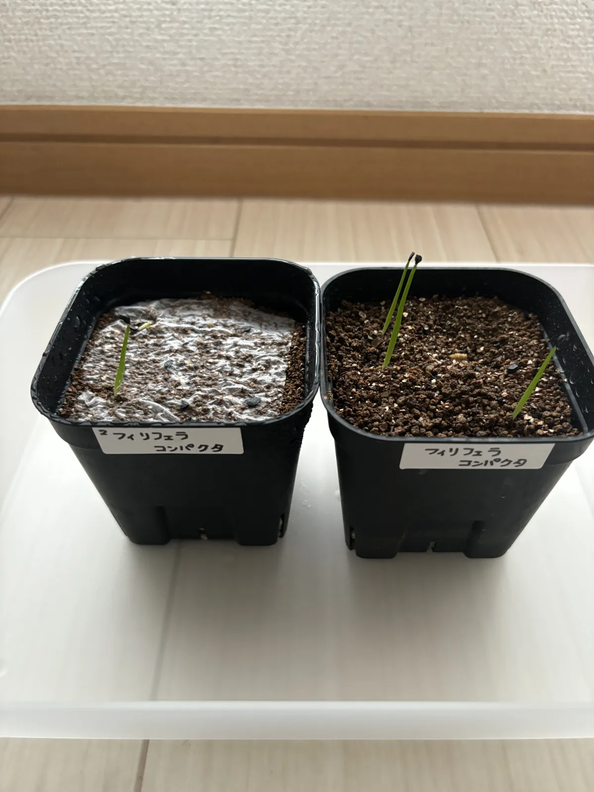 Agave filifera var. compacta (アガベ フィリフェラコンパクタ)