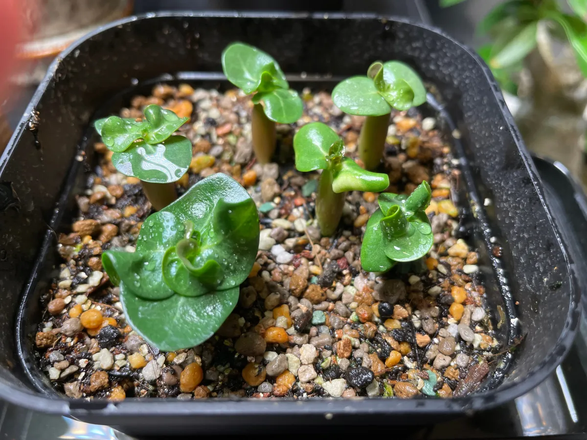 Adenium DHA SILA (アデニウム DHA SILA Adenium DHA SILA)