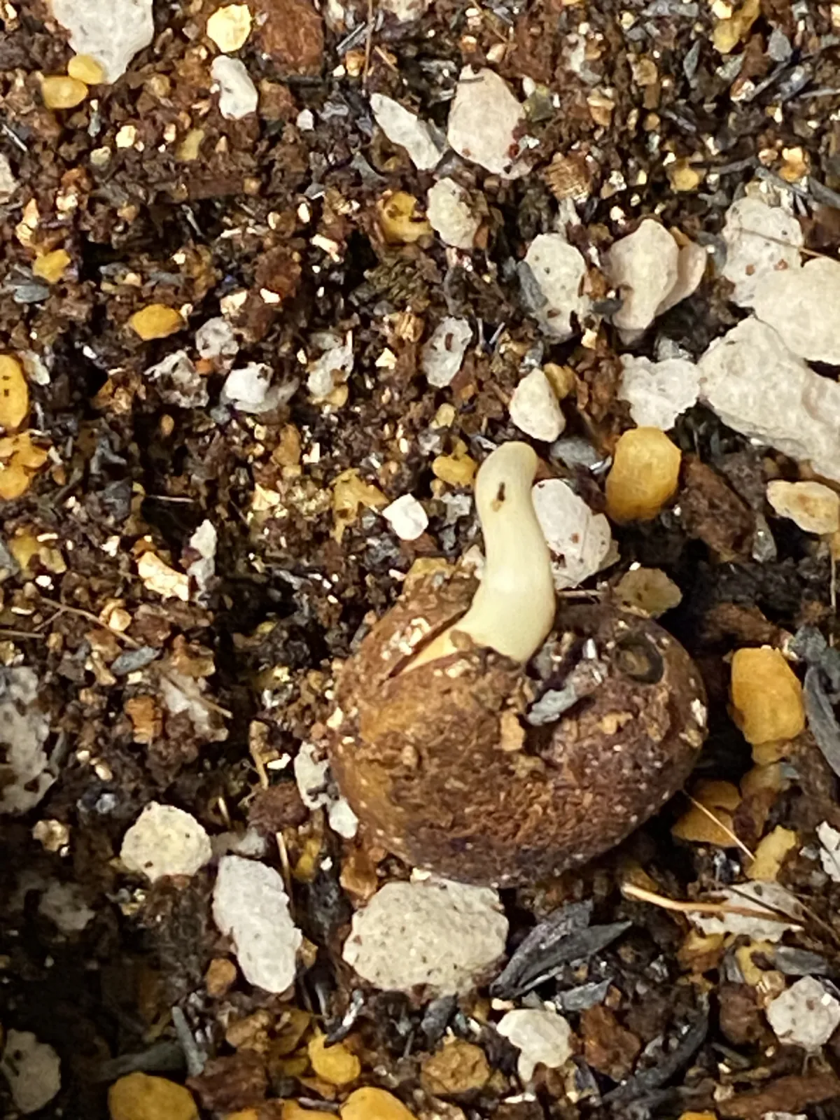 Adansonia digitata (アダンソニア（バオバブ） ディギタータ)