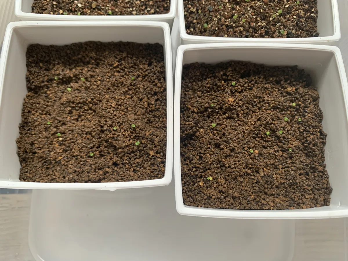 Argyroderma mix mix (アルギロデルマ)