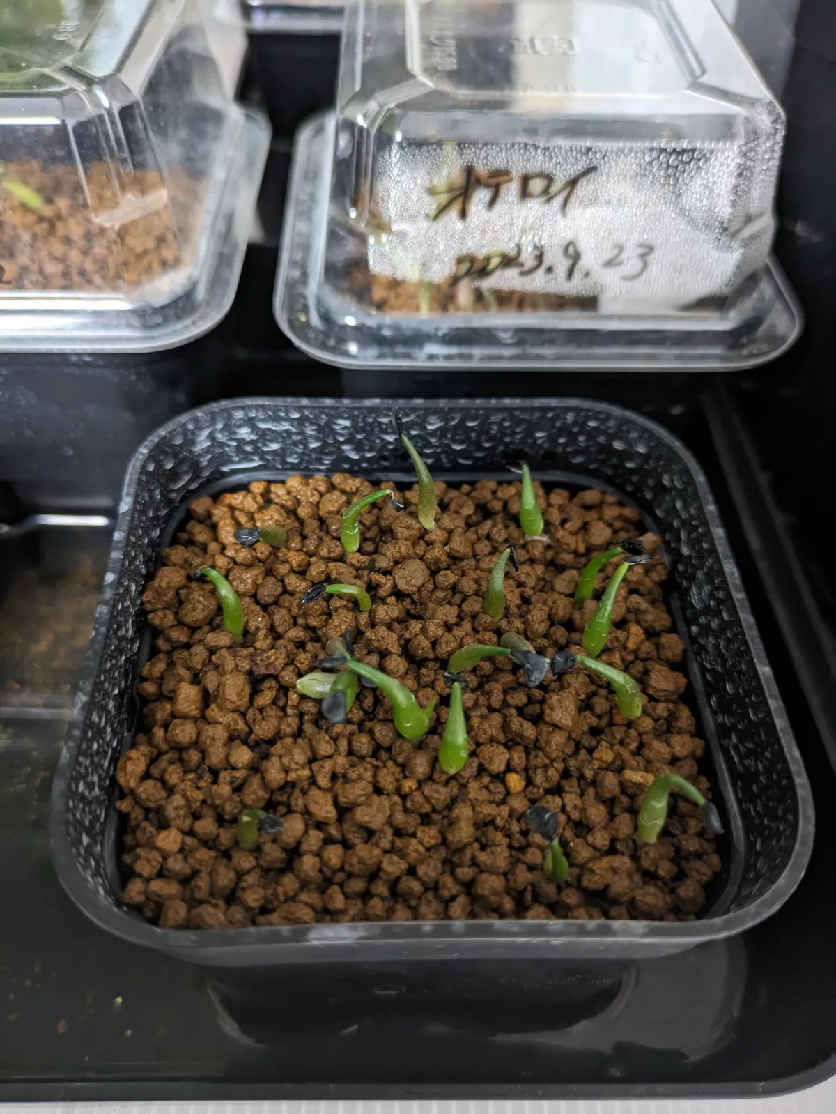 Agave horrida ssp. horrida (アガベ ホリダ)