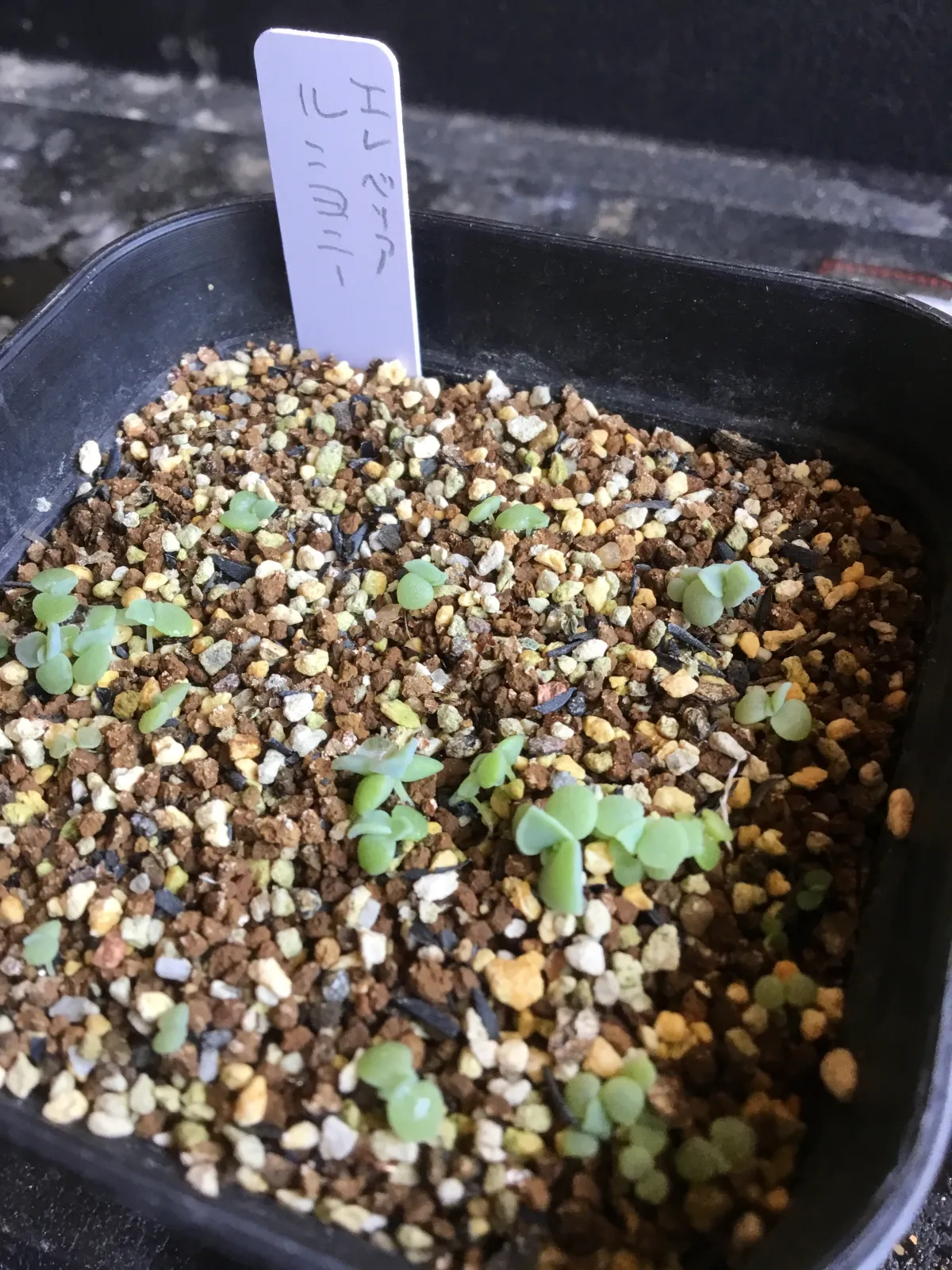 Echeveria runyonii 'Topsy Turvy' (エケベリア ルンヨニー)