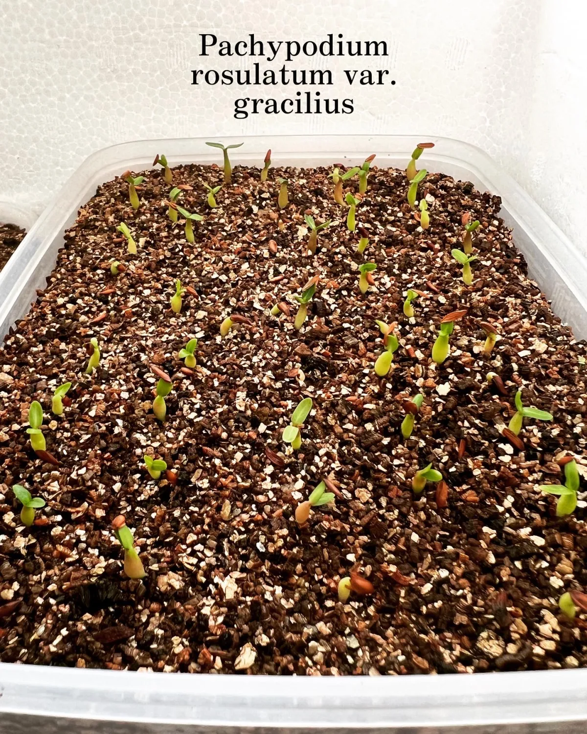 Pachypodium rosulatum var. gracilius (パキポディウム グラキリス)