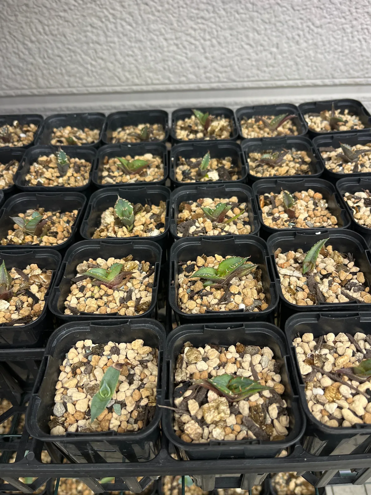 Agave oteroi (アガベ オテロイ)