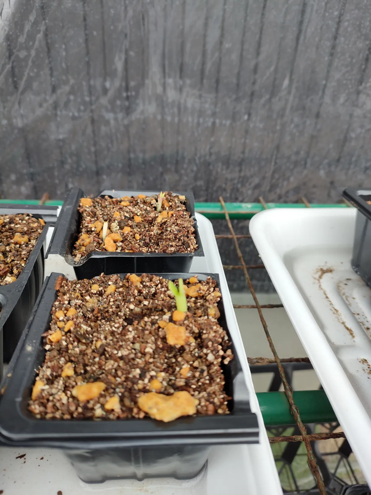 Euphorbia stenoclada subsp. stenoclada (ユーフォルビア ステノクラーダ)