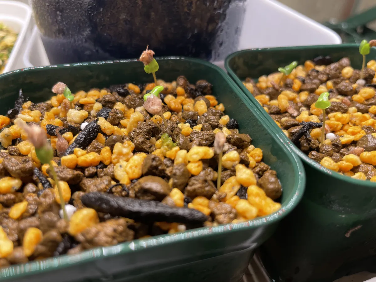 Pachycormus discolor (パキコルムス ディスカラー)