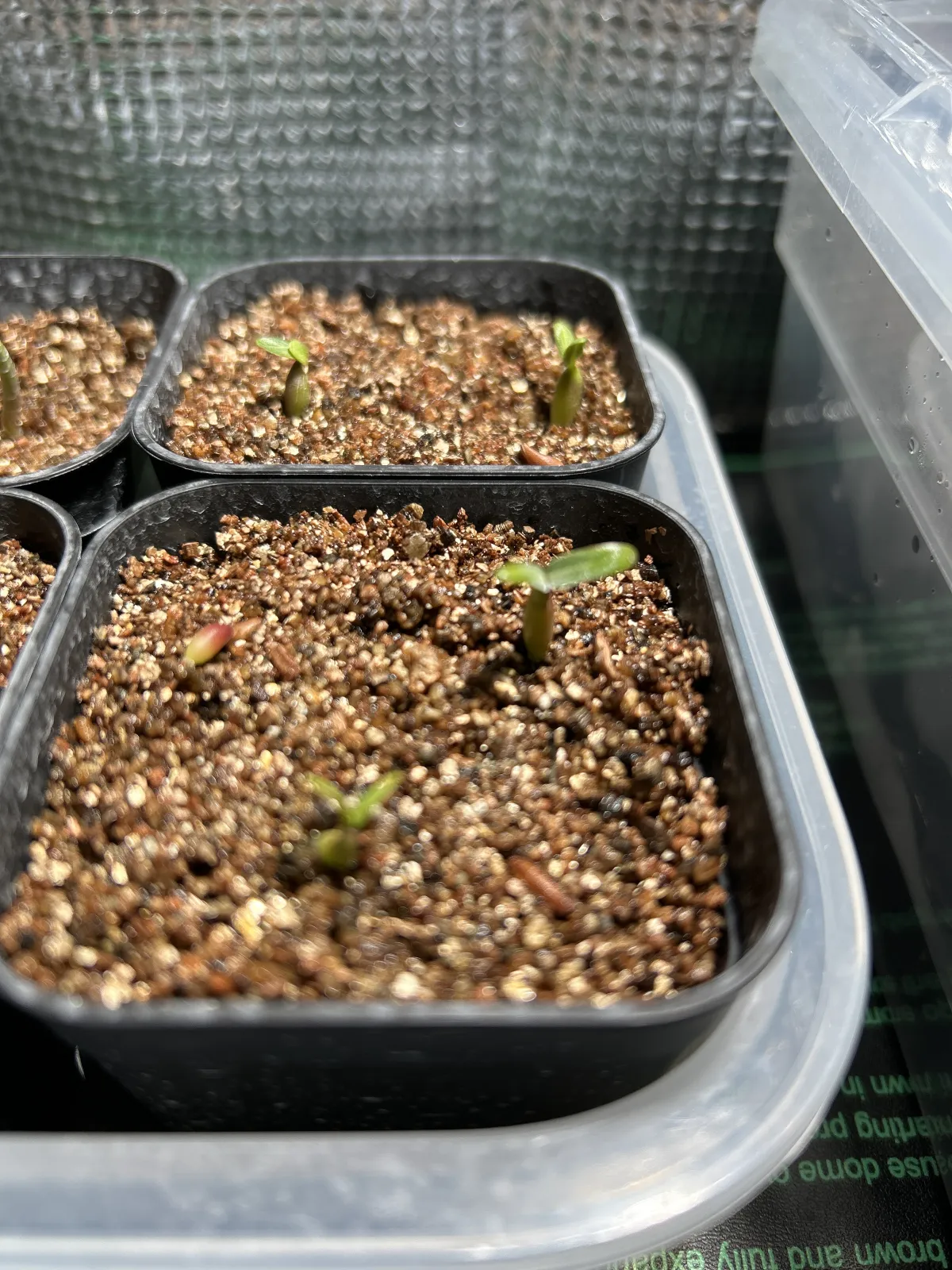 Pachypodium rosulatum var. gracilius (パキポディウム グラキリス)