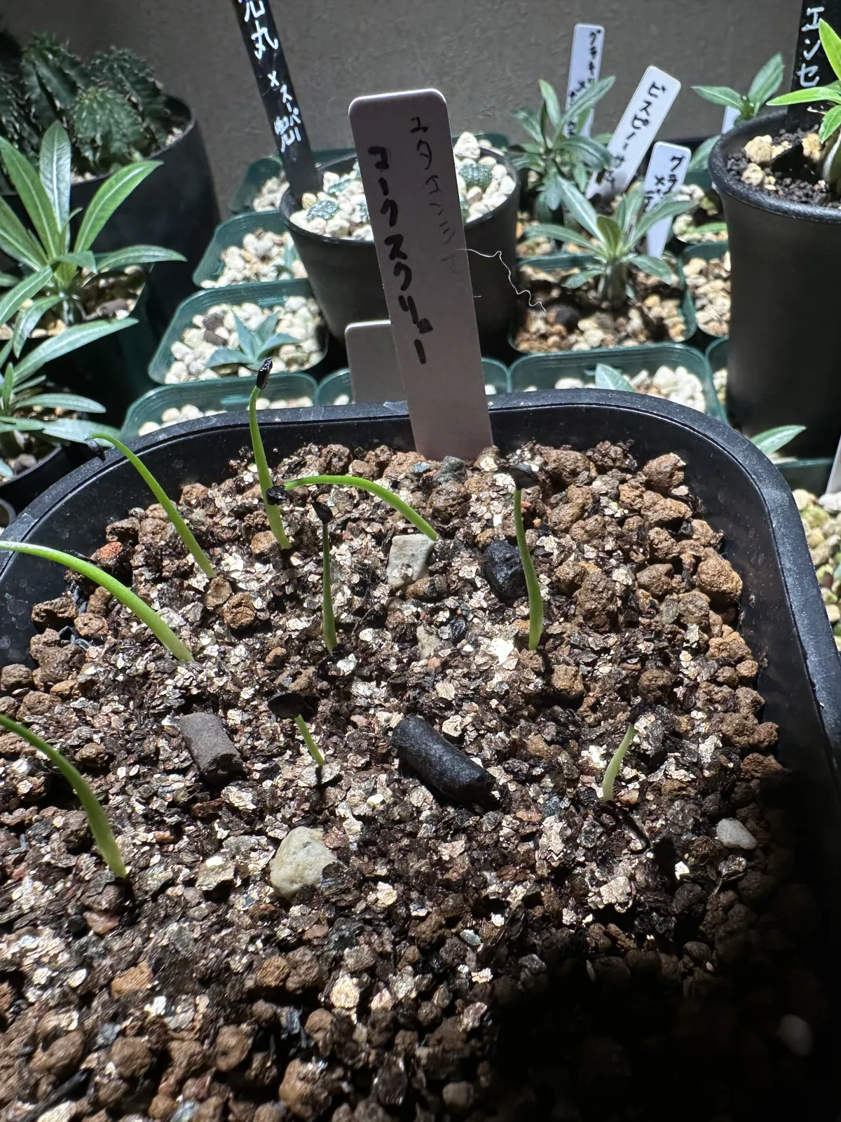 Agave utahensis var. eborispina 'Corkscrew' (アガベ ユタエンシスコークスクリュー)