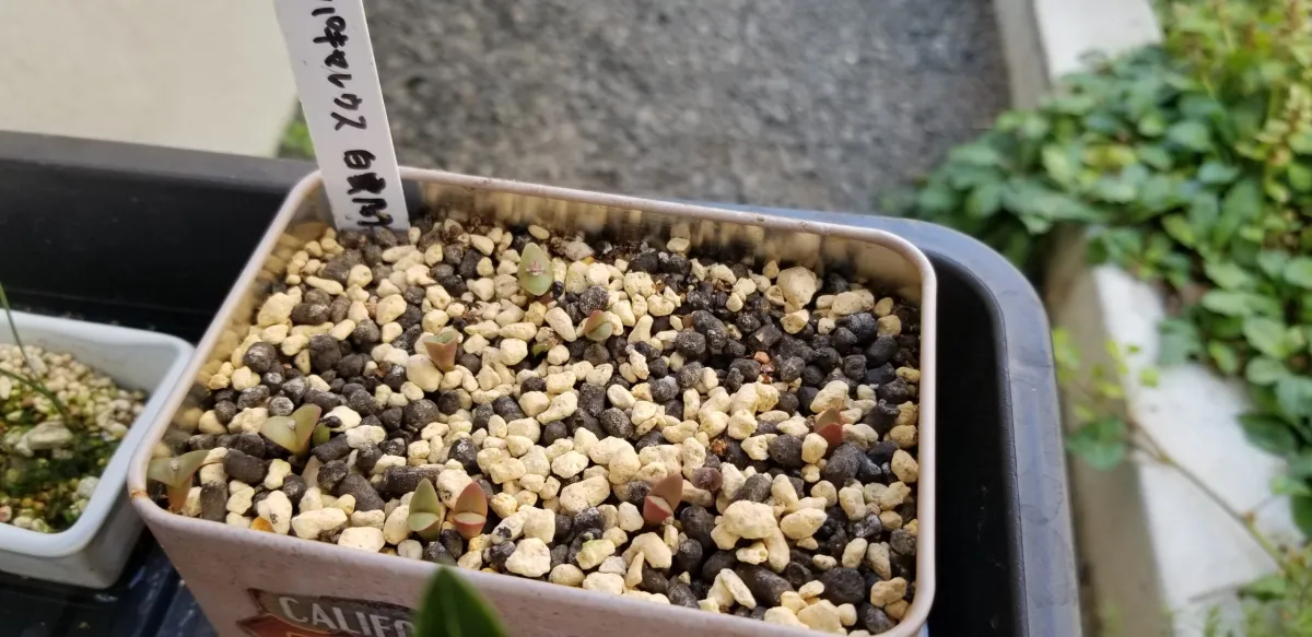 Pachycereus marginatus (パキセレウス 白雲閣)