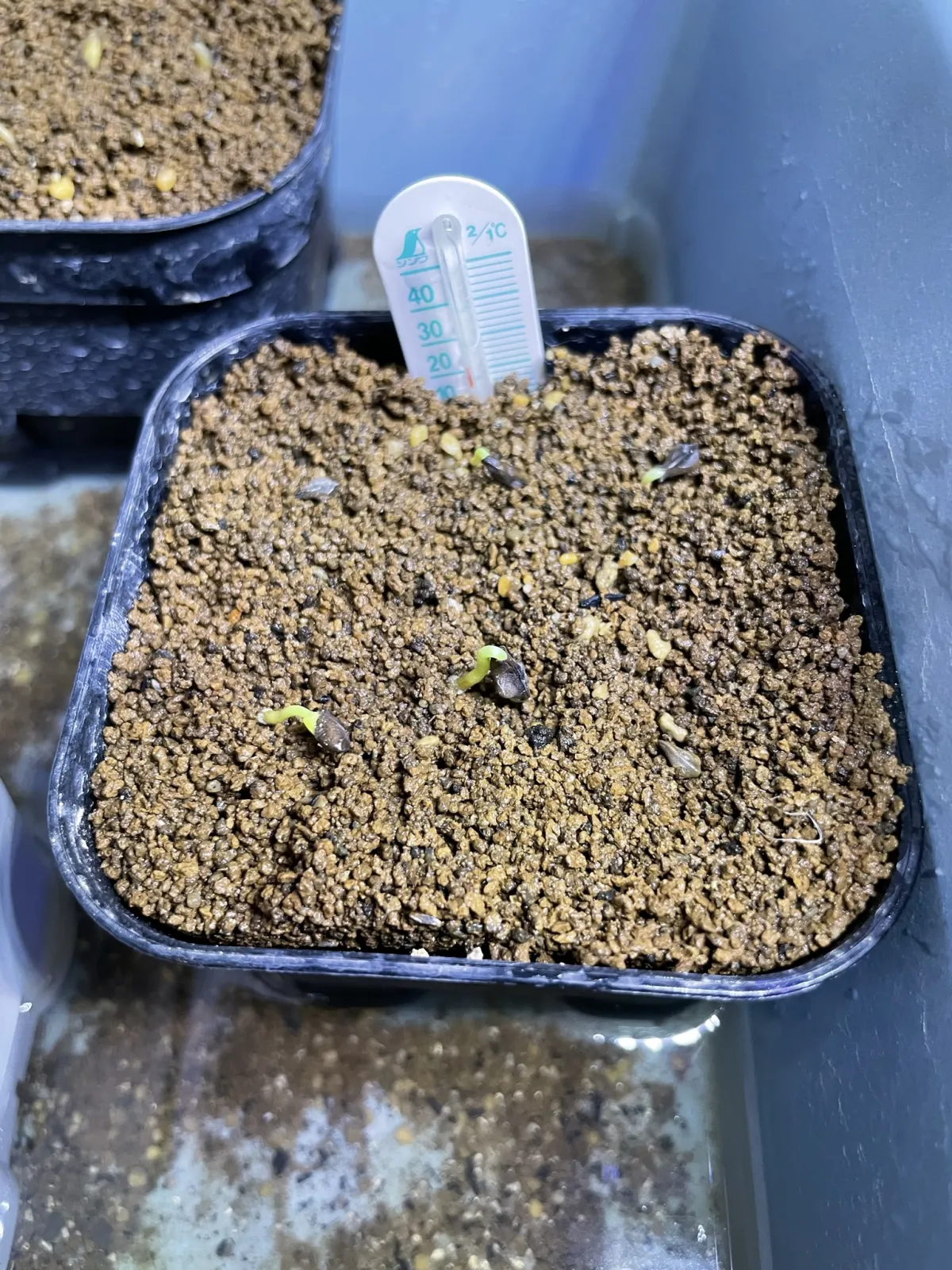 Senna meridionalis (センナ メリディオナリス)