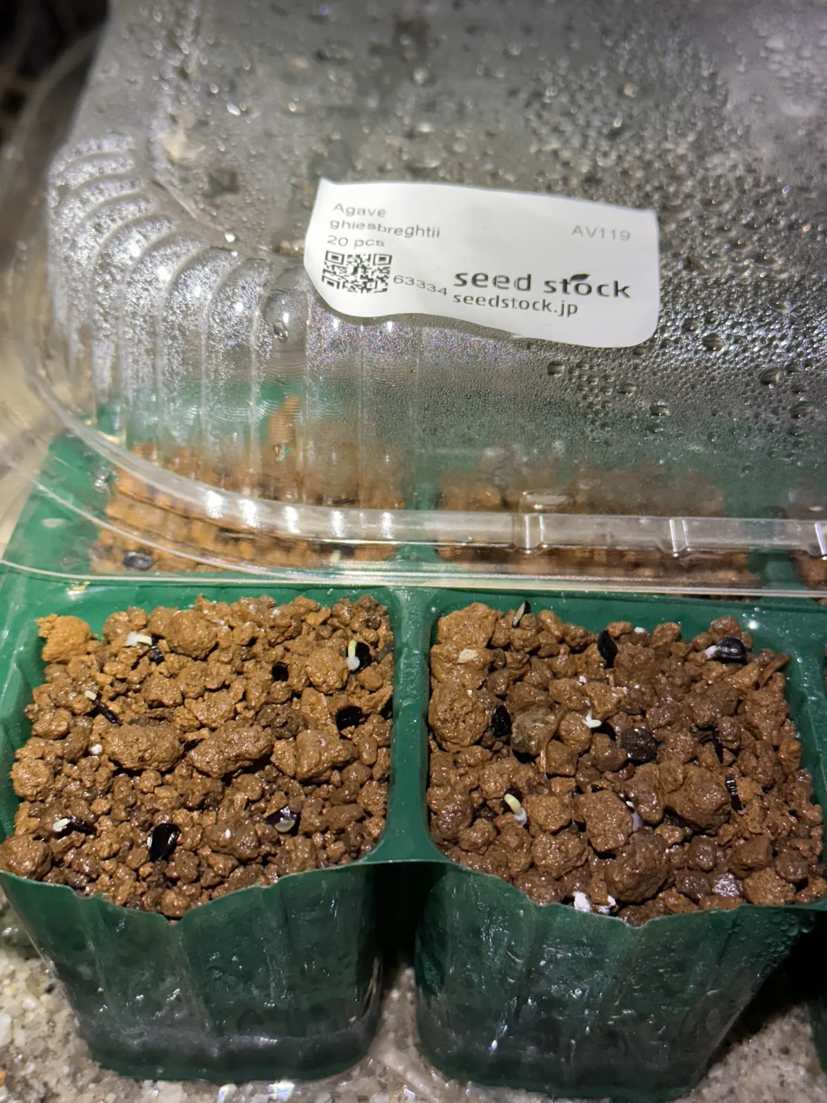 Agave ghiesbreghtii (アガベ ジェスブレイティ)