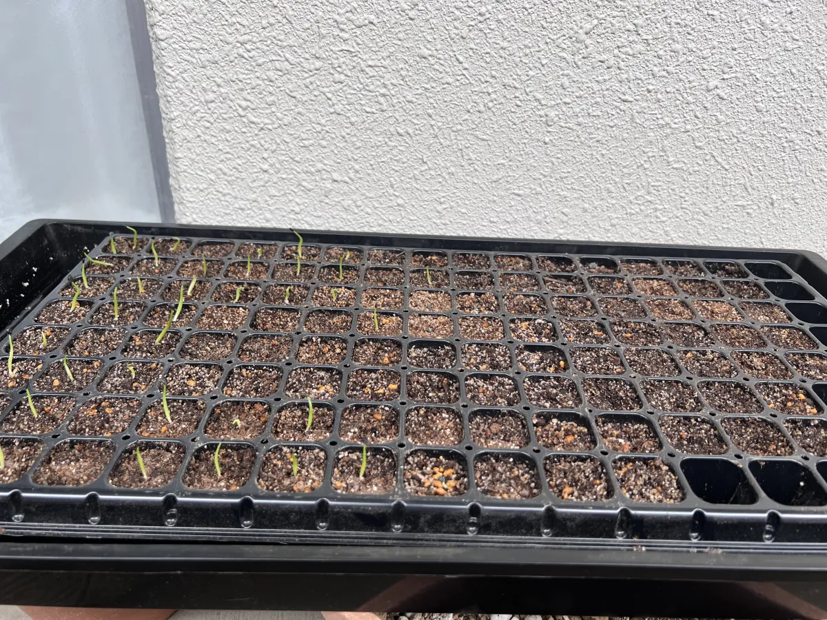 Agave horrida 'Chocolate Thorn' (アガベ ホリダ チョコレートソーン)