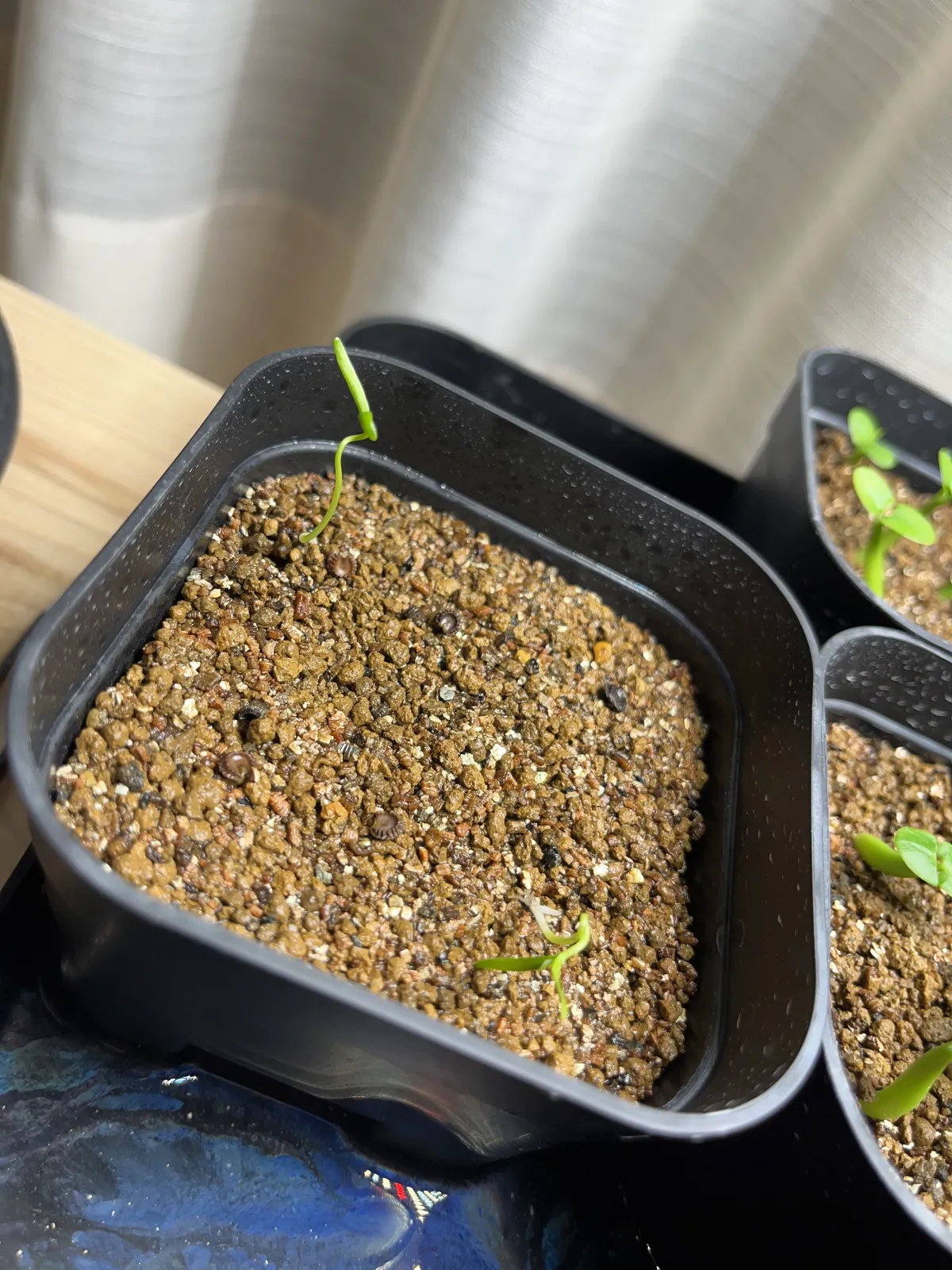 Stephania tetrandra (ステファニア テトランドラ)