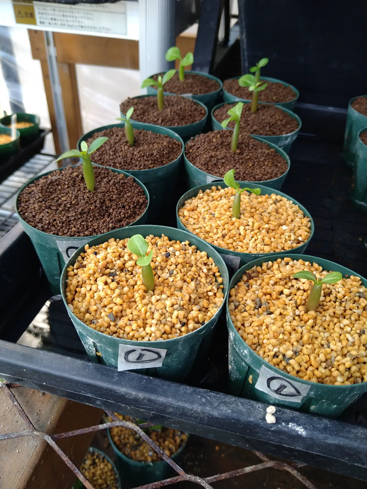 Adenium obesum (アデニウム オベスム)