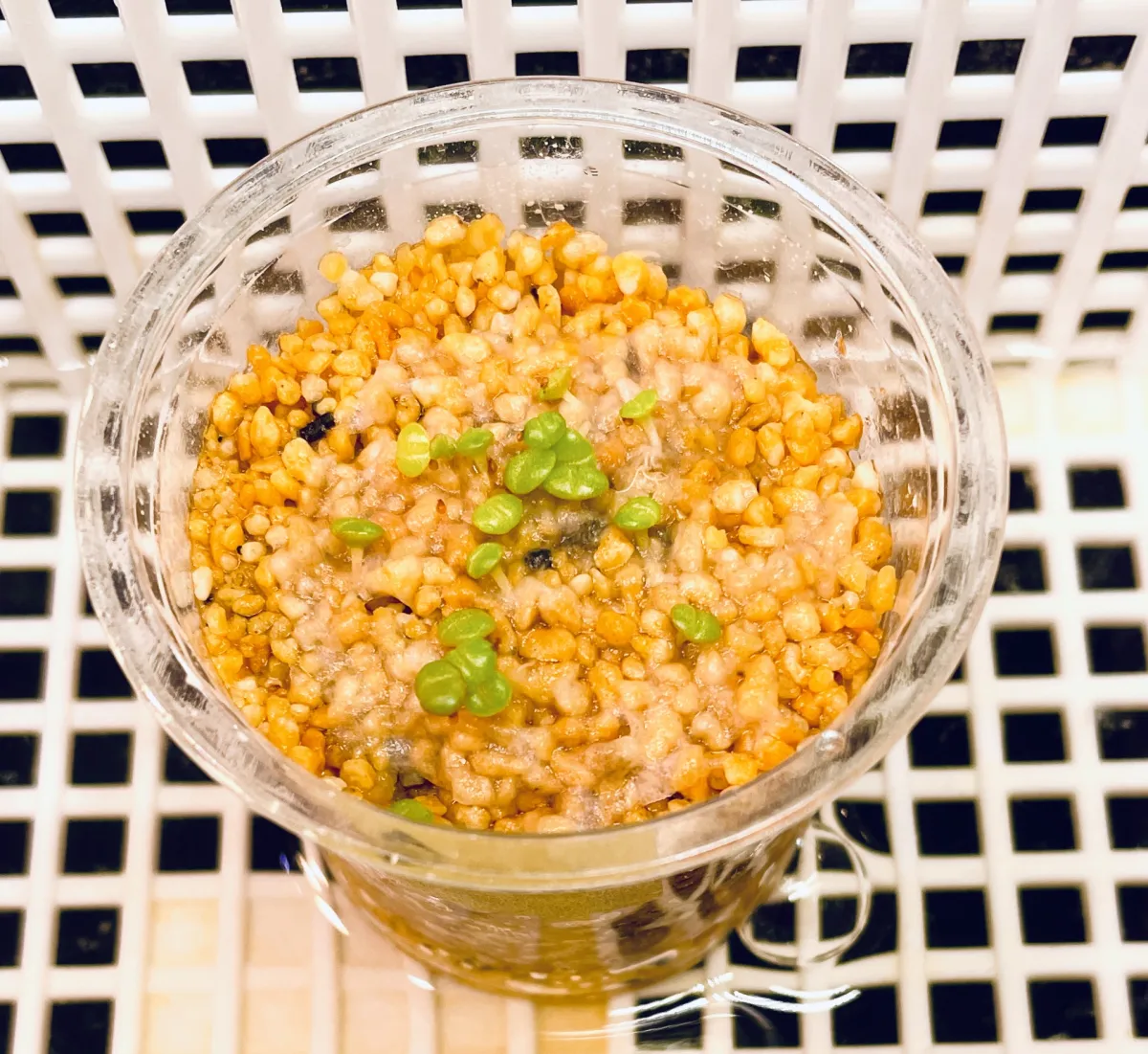 Argyroderma fissum (アルギロデルマ フィッサム)