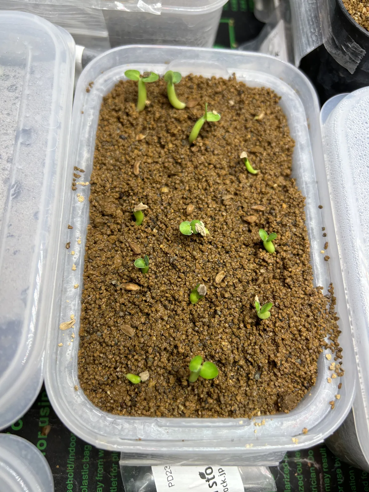 Pachypodium succulentum (パキポディウム サキュレンタム 天馬空)