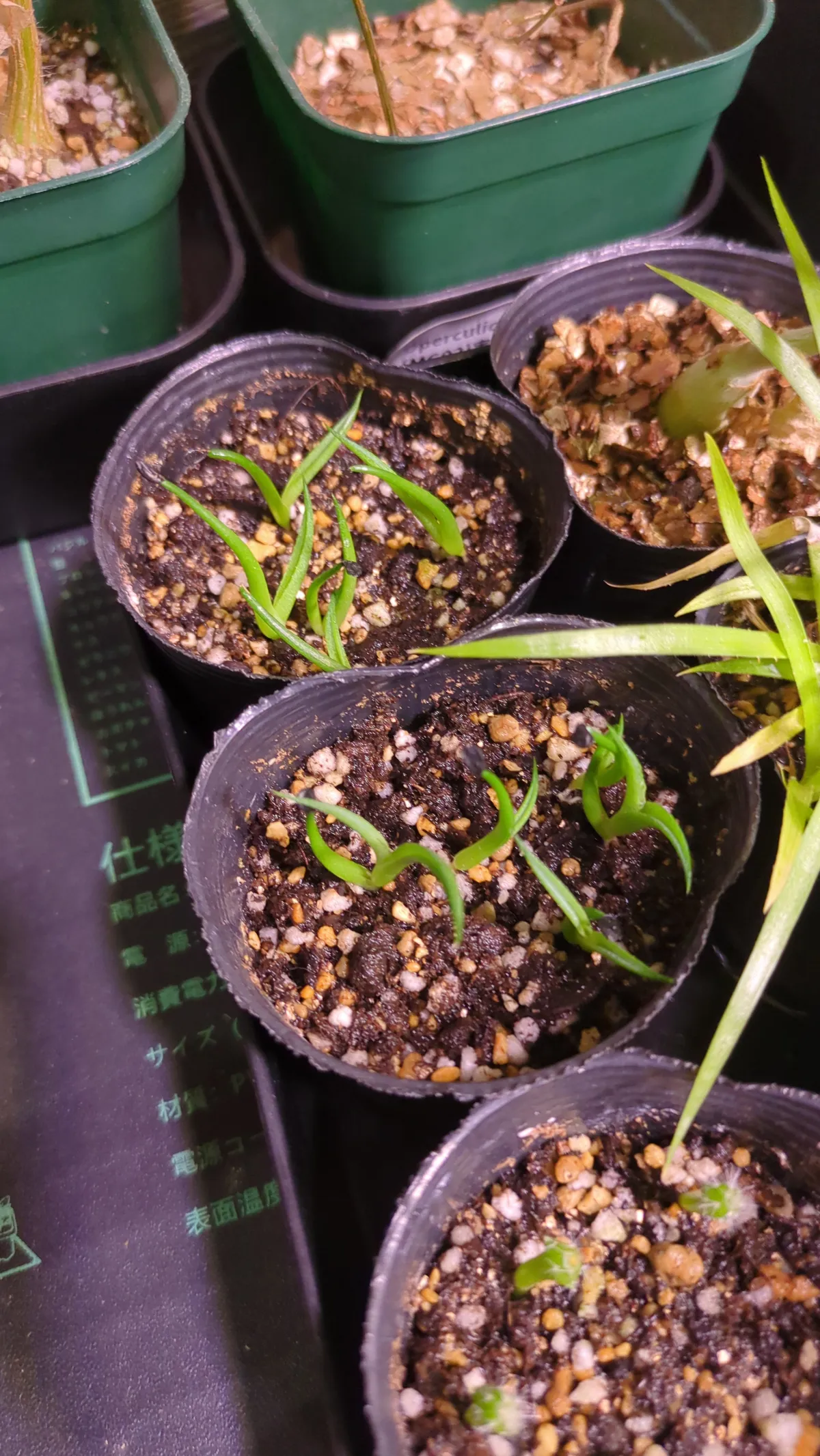 Agave horrida subsp. perotensis (アガベ ペロテンシス)