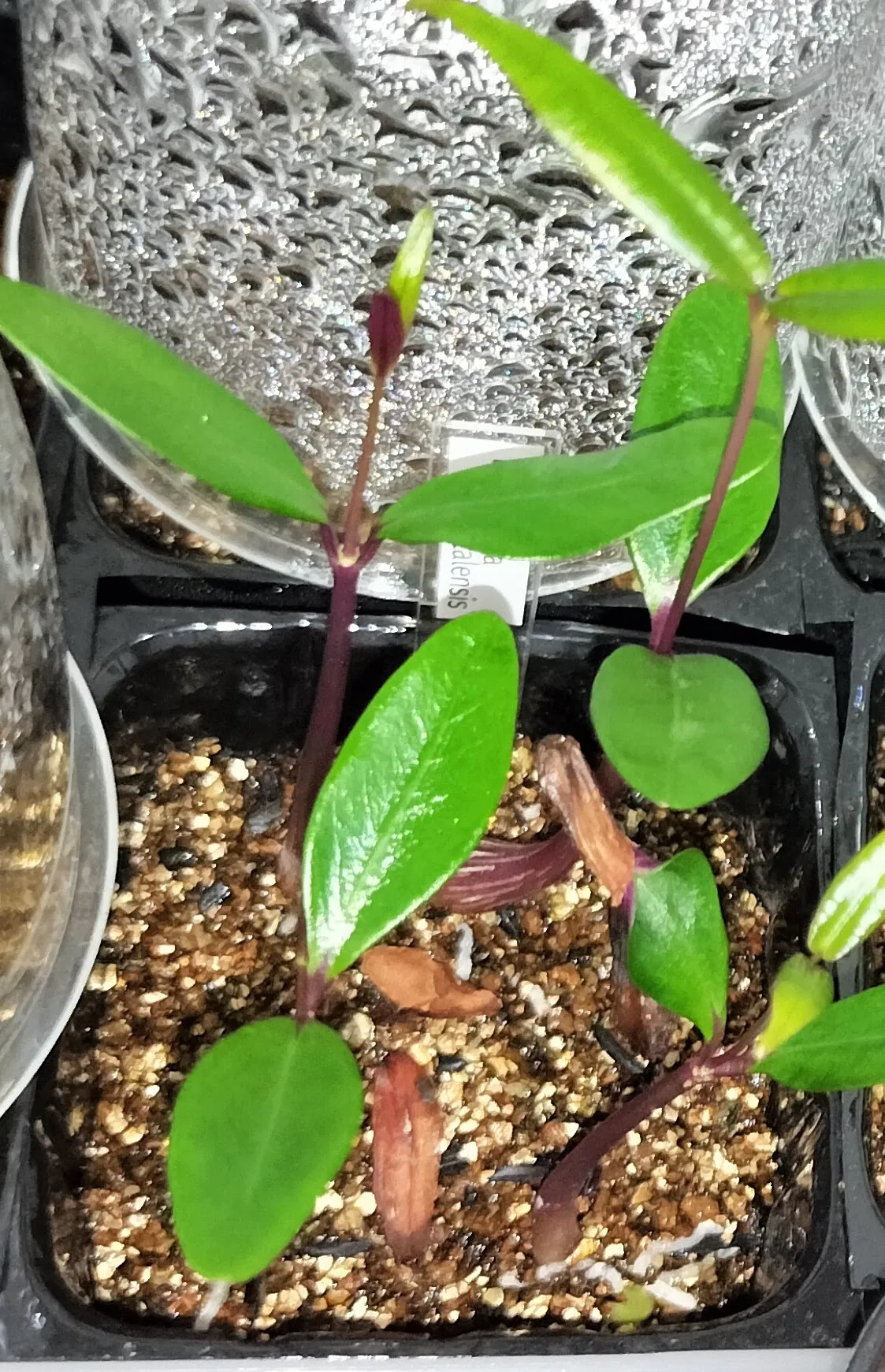 Petopentia natalensis (ペトペンチア ナタレンシス)